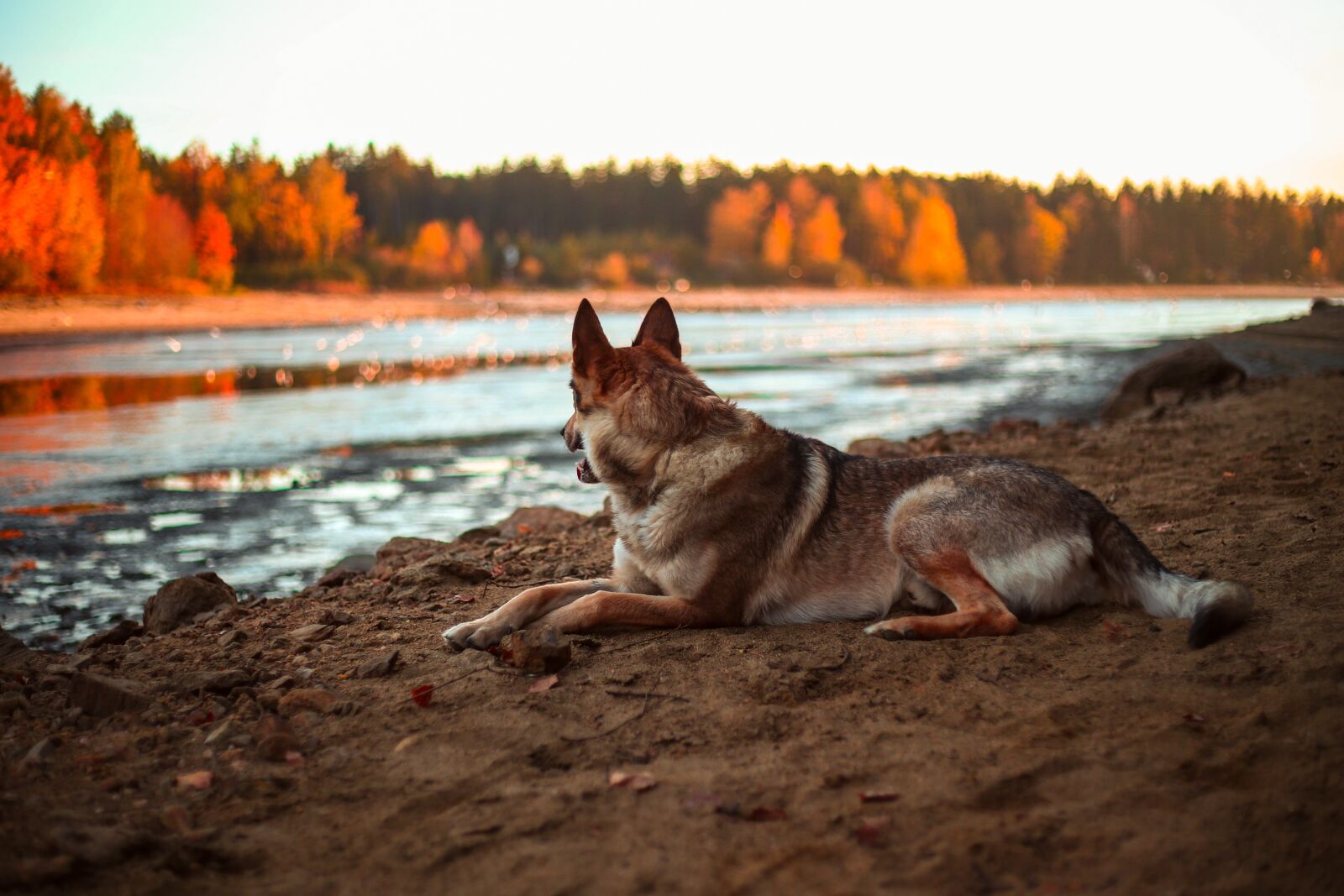 Canon EF 50mm F1.8 II sample photo. Dog, alsatian, animal photography