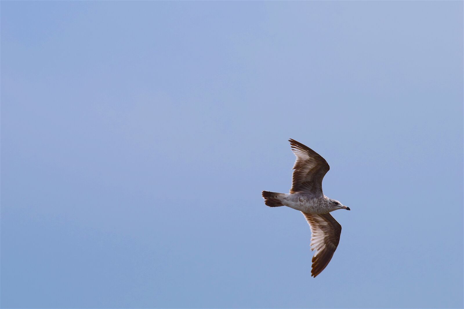Nikon D3300 sample photo. Bird, feather, flying photography