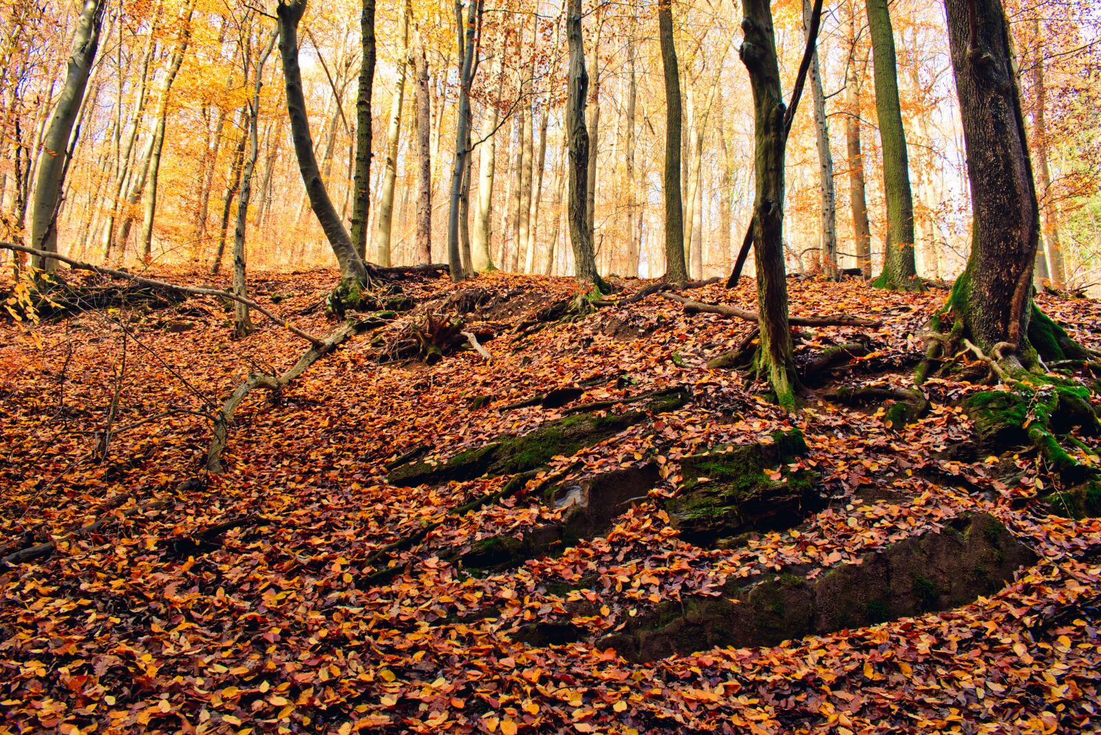 Nikon D5600 sample photo. Autumn, forest, nature photography