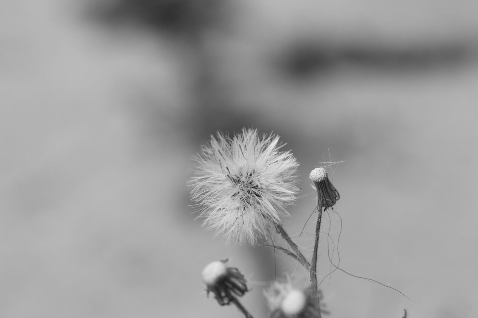 Canon EOS 7D Mark II sample photo. Wild flower, autumn, fall photography