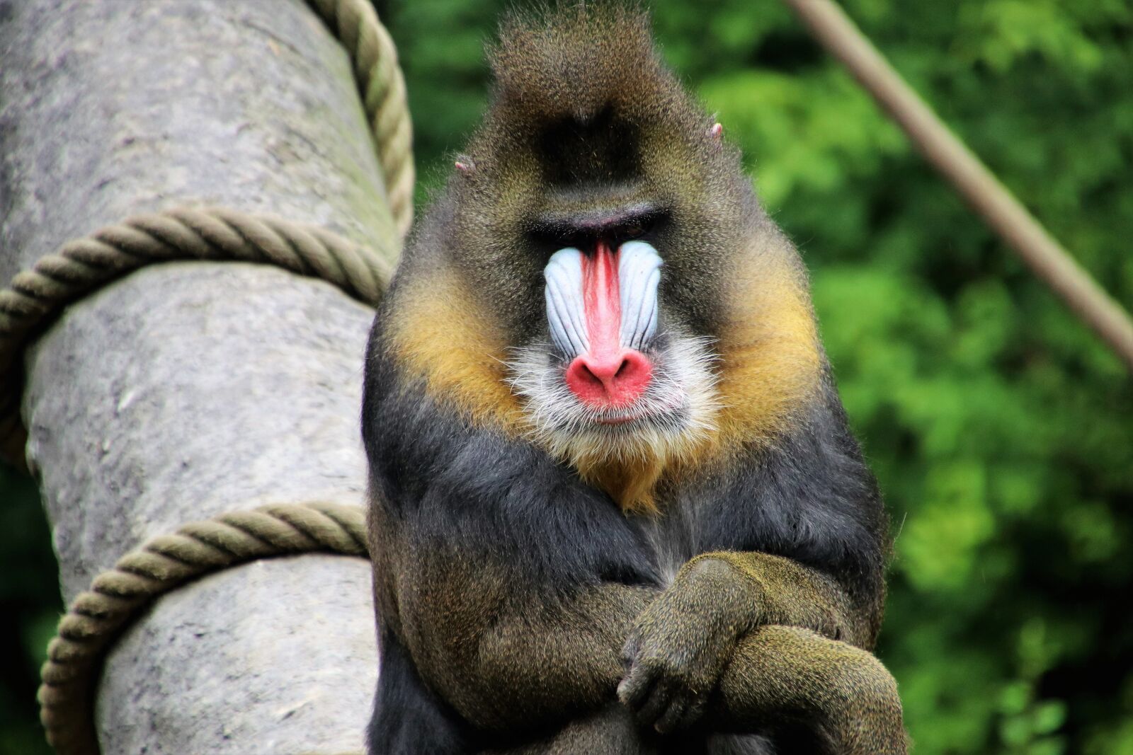 Canon EOS 80D sample photo. Baboon, monkey, figure photography