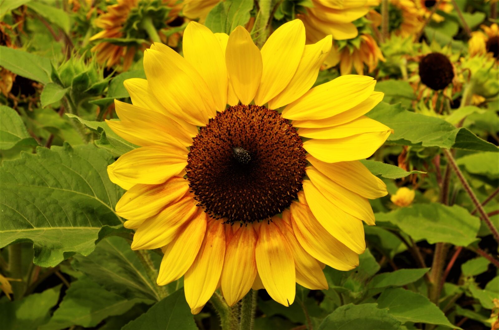 Pentax K-50 sample photo. Flower, sunflower, yellow photography