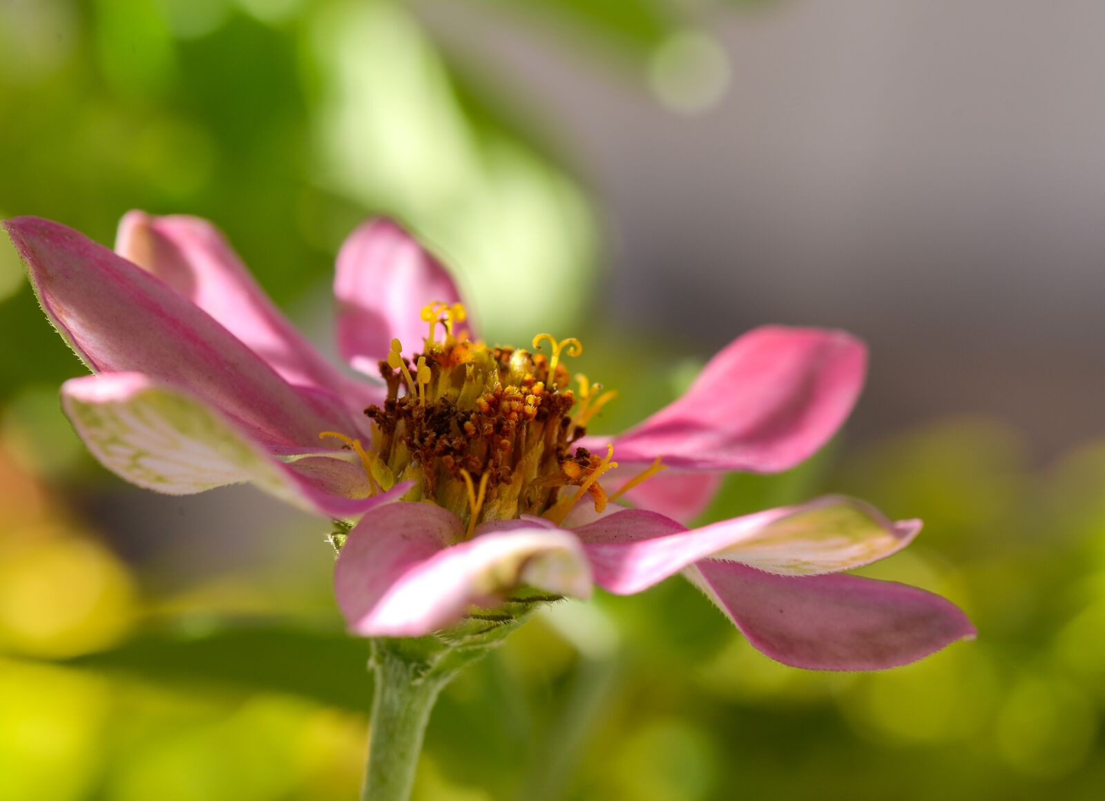 Nikon D600 sample photo. Flower, pink, nature photography
