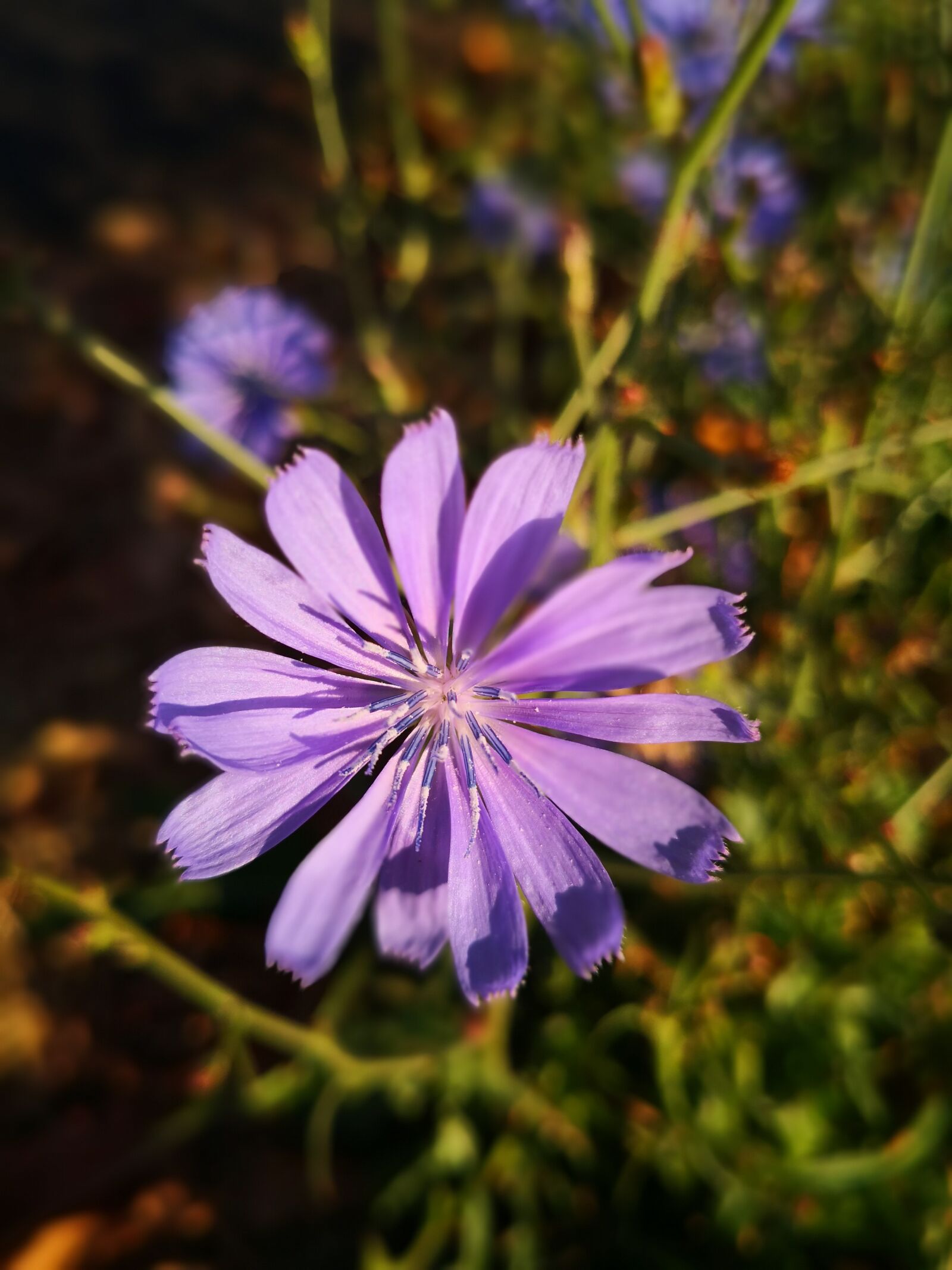 HUAWEI Mate 10 Pro sample photo. Cornflower, blossom, bloom photography