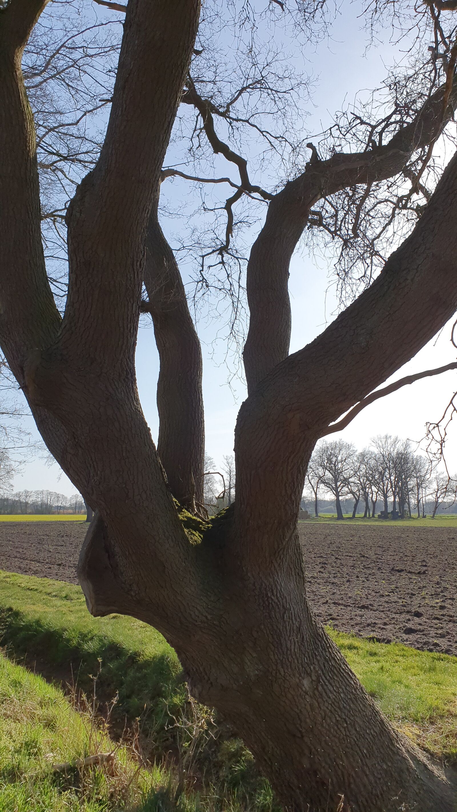 Samsung Galaxy S10 sample photo. Nature, luck, trees photography