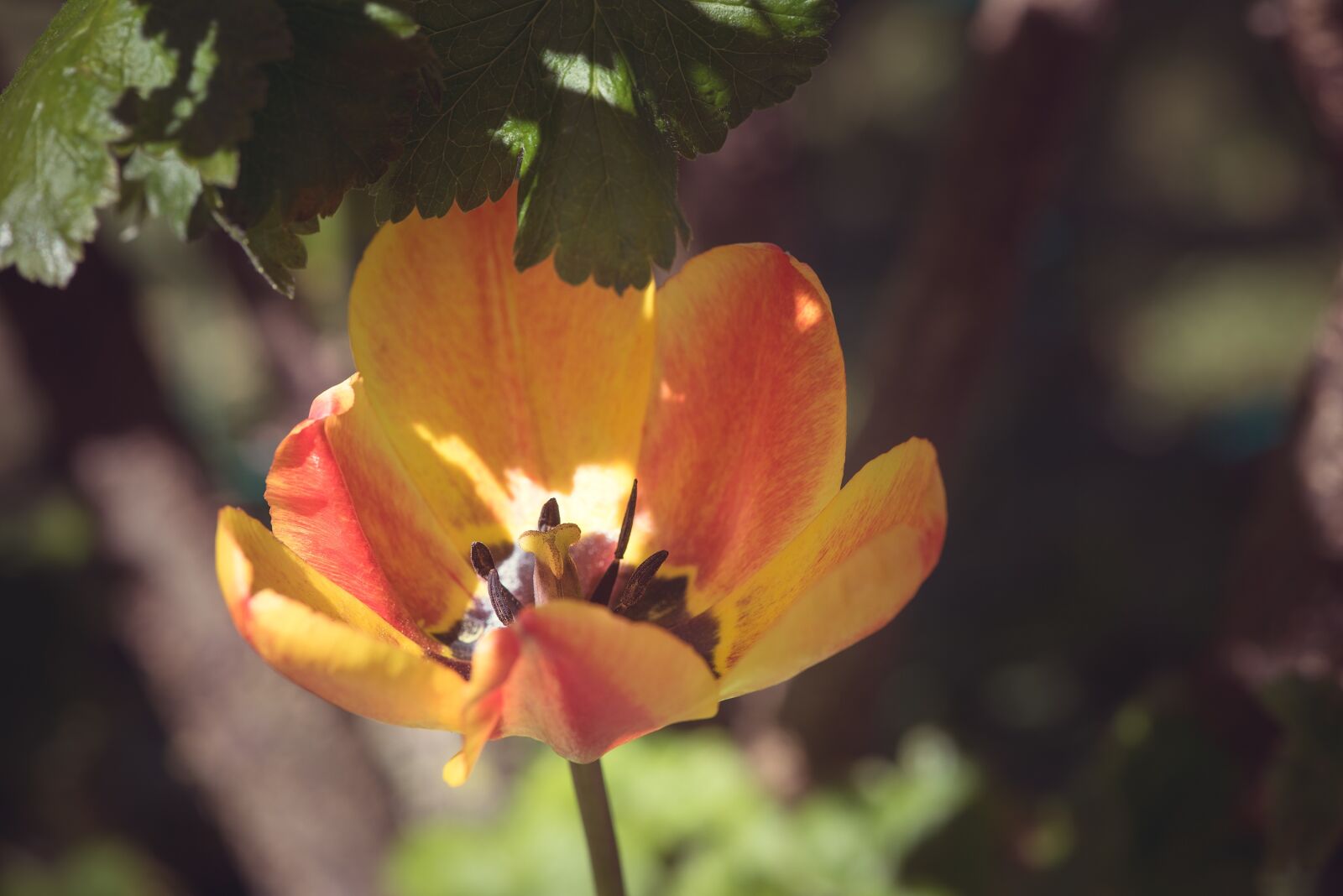 Nikon D750 sample photo. Tulip, flower, orange photography