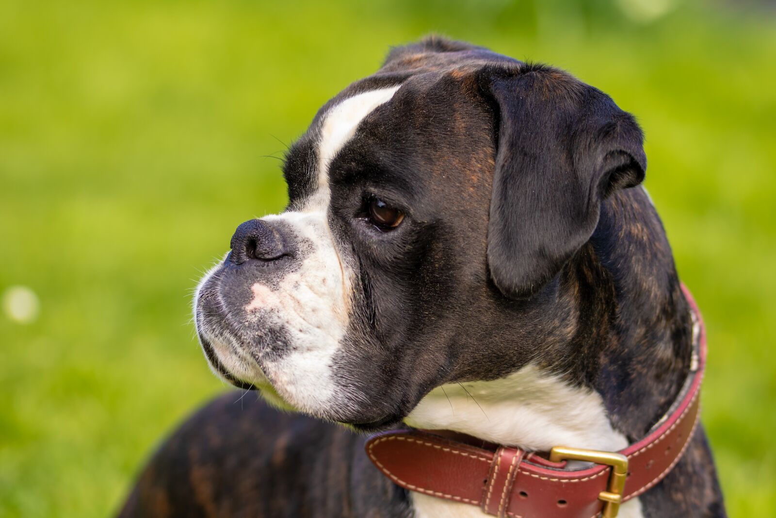Canon EOS 750D (EOS Rebel T6i / EOS Kiss X8i) sample photo. Dog, boxer, pet photography