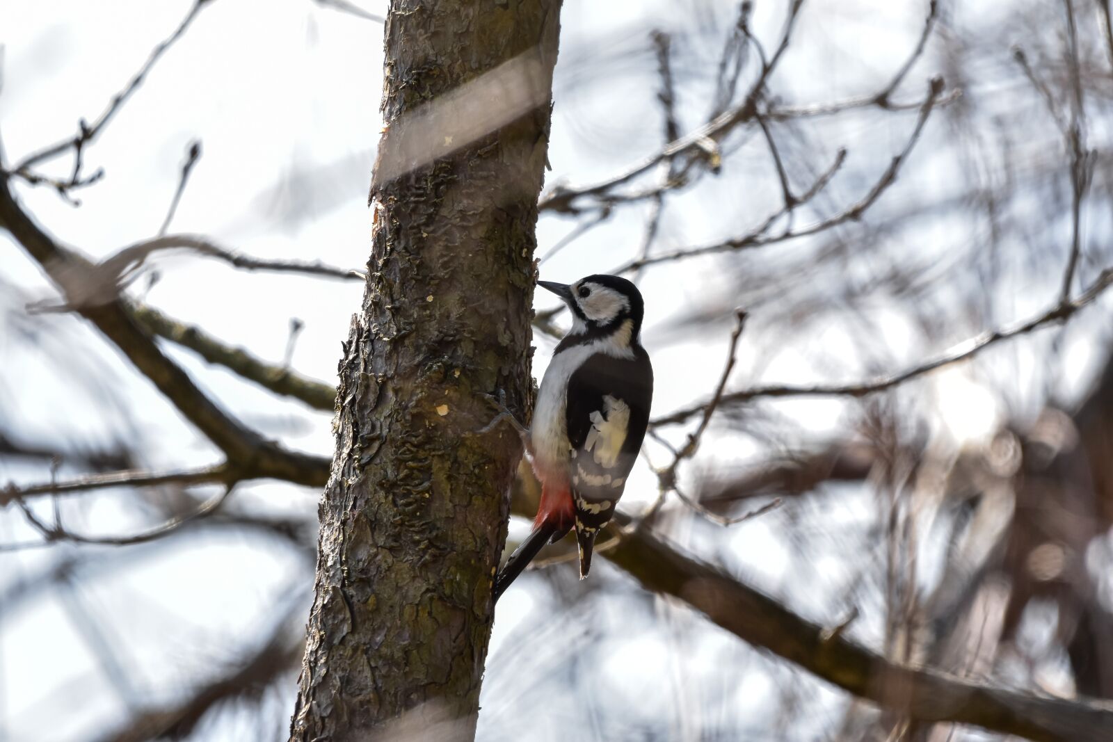 Nikon D7200 sample photo. Animal, forest, wood photography