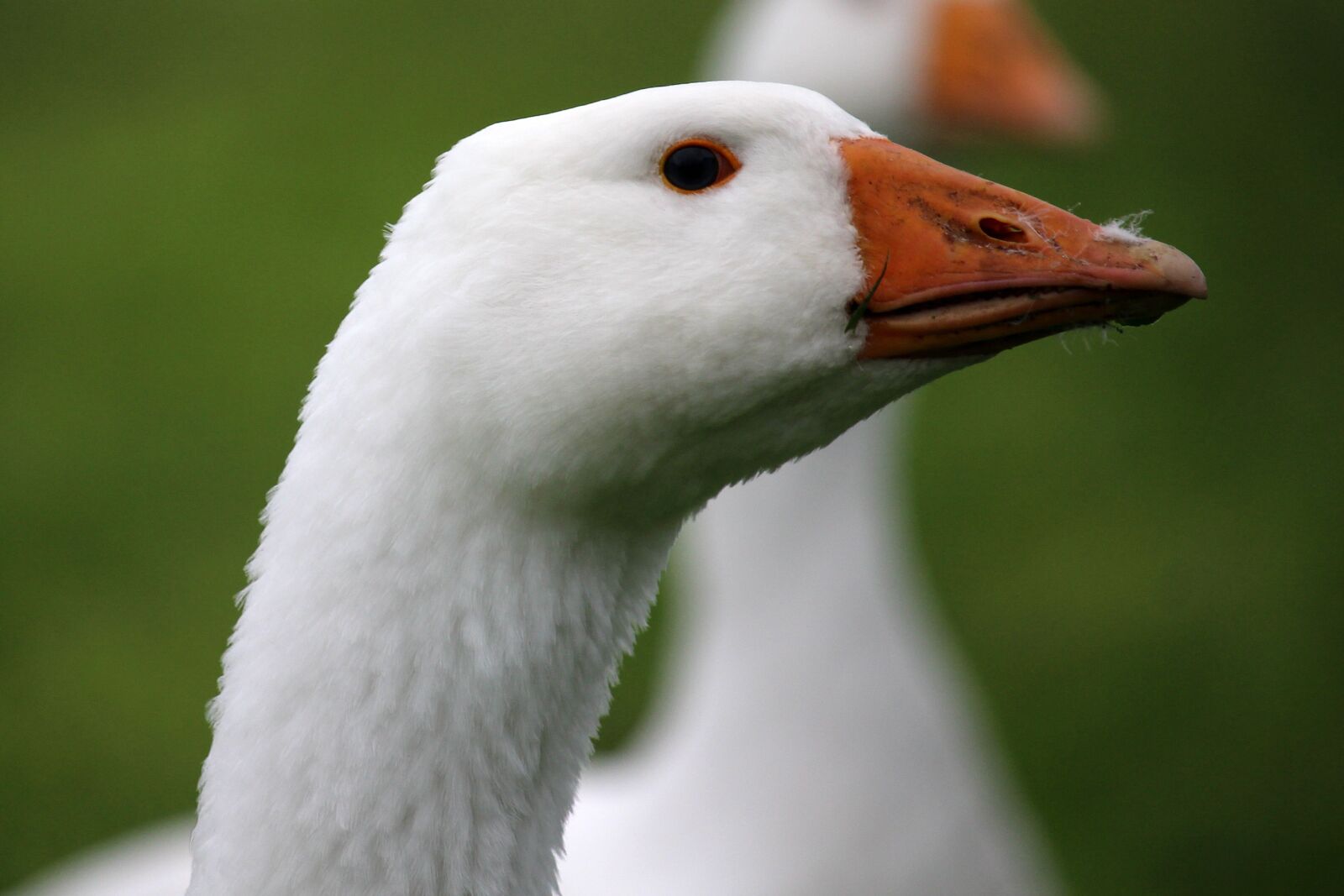Canon EF-S 55-250mm F4-5.6 IS STM sample photo. Goose, head, white photography