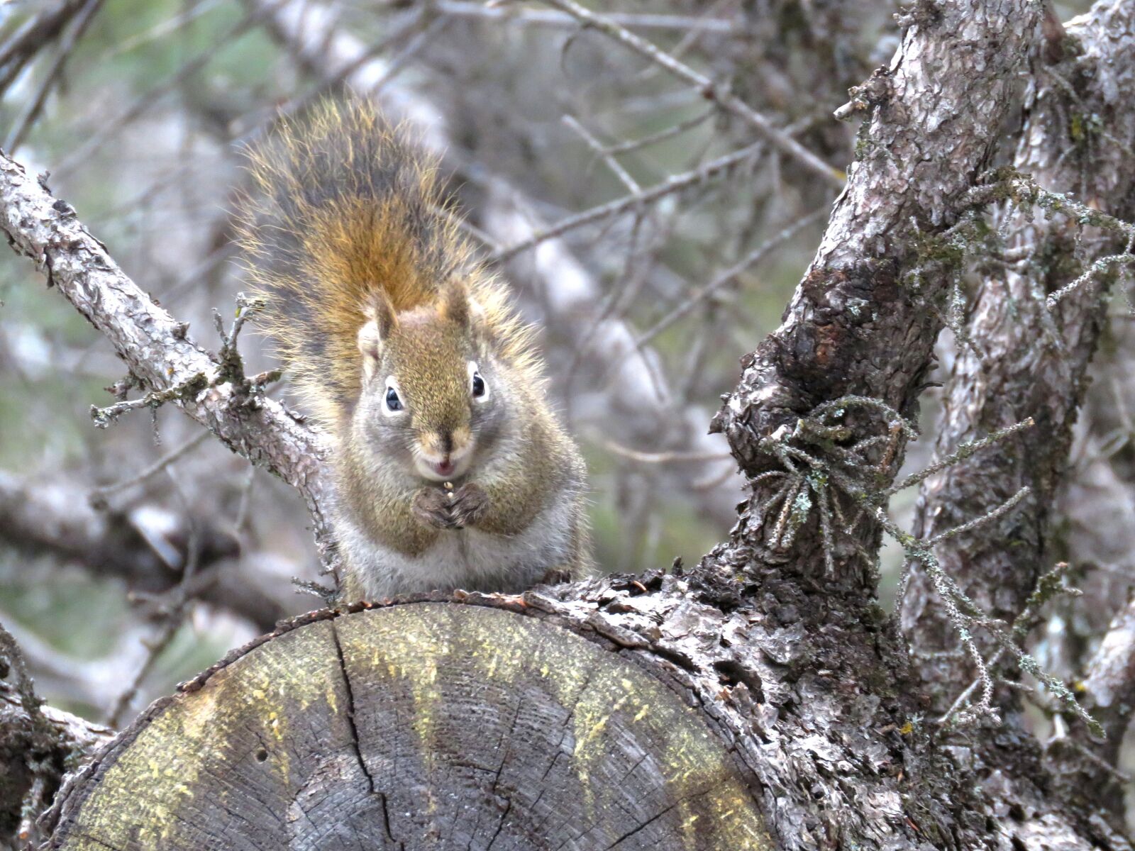 Canon PowerShot SX60 HS sample photo. Red squirrel, spring, squirrel photography