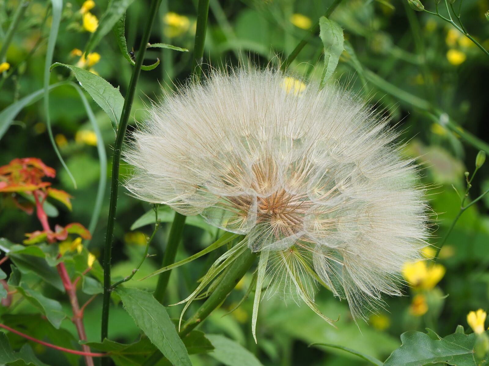 Olympus OM-D E-M10 III sample photo. Flower, dandelion photography