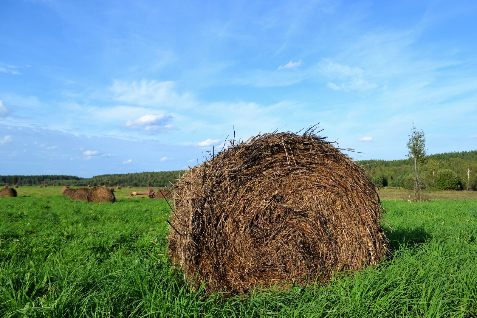 Nikon D3100 sample photo. Rick, nature, village photography