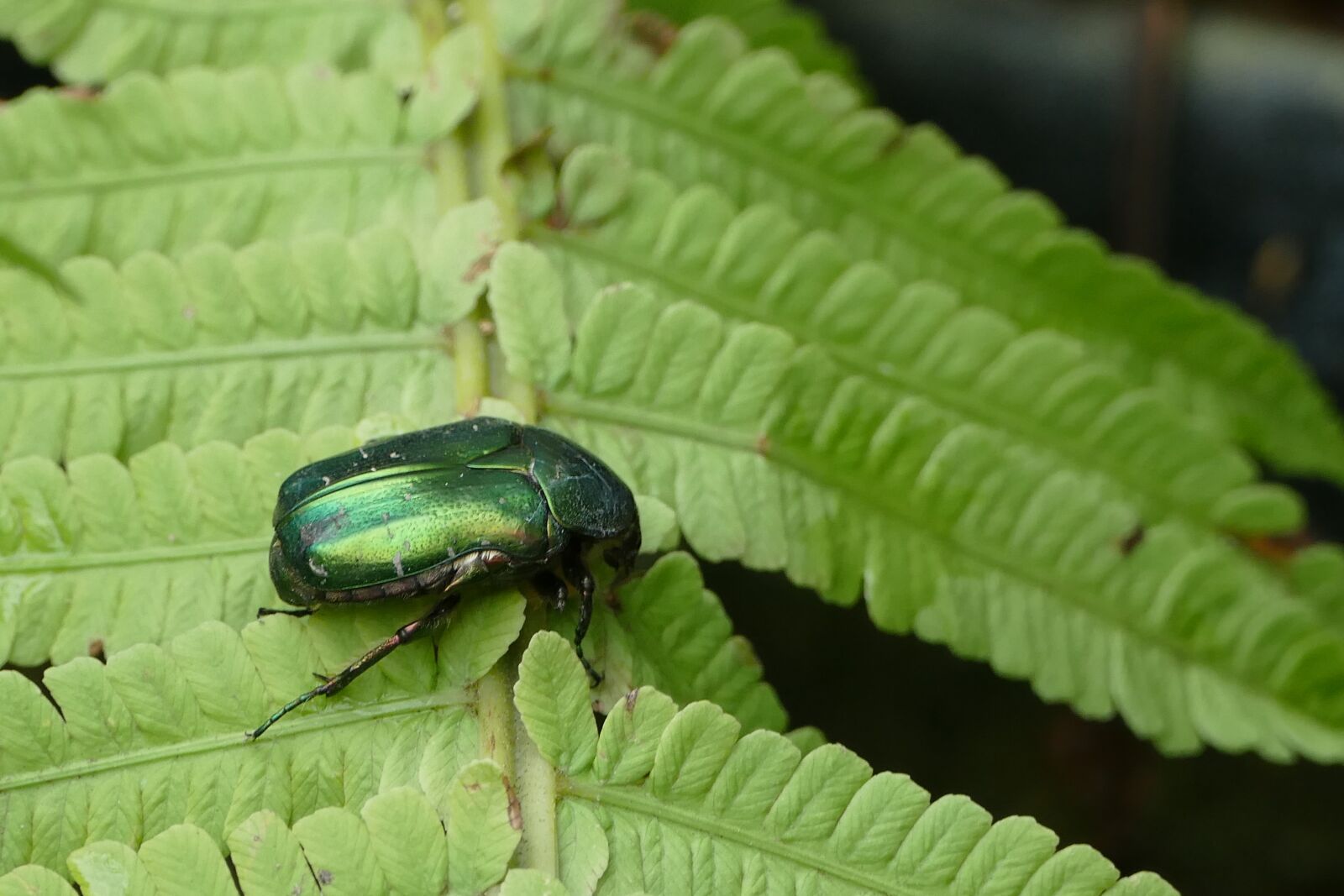 Panasonic Lumix DMC-FZ1000 sample photo. Rose beetle, aphid, tropical photography