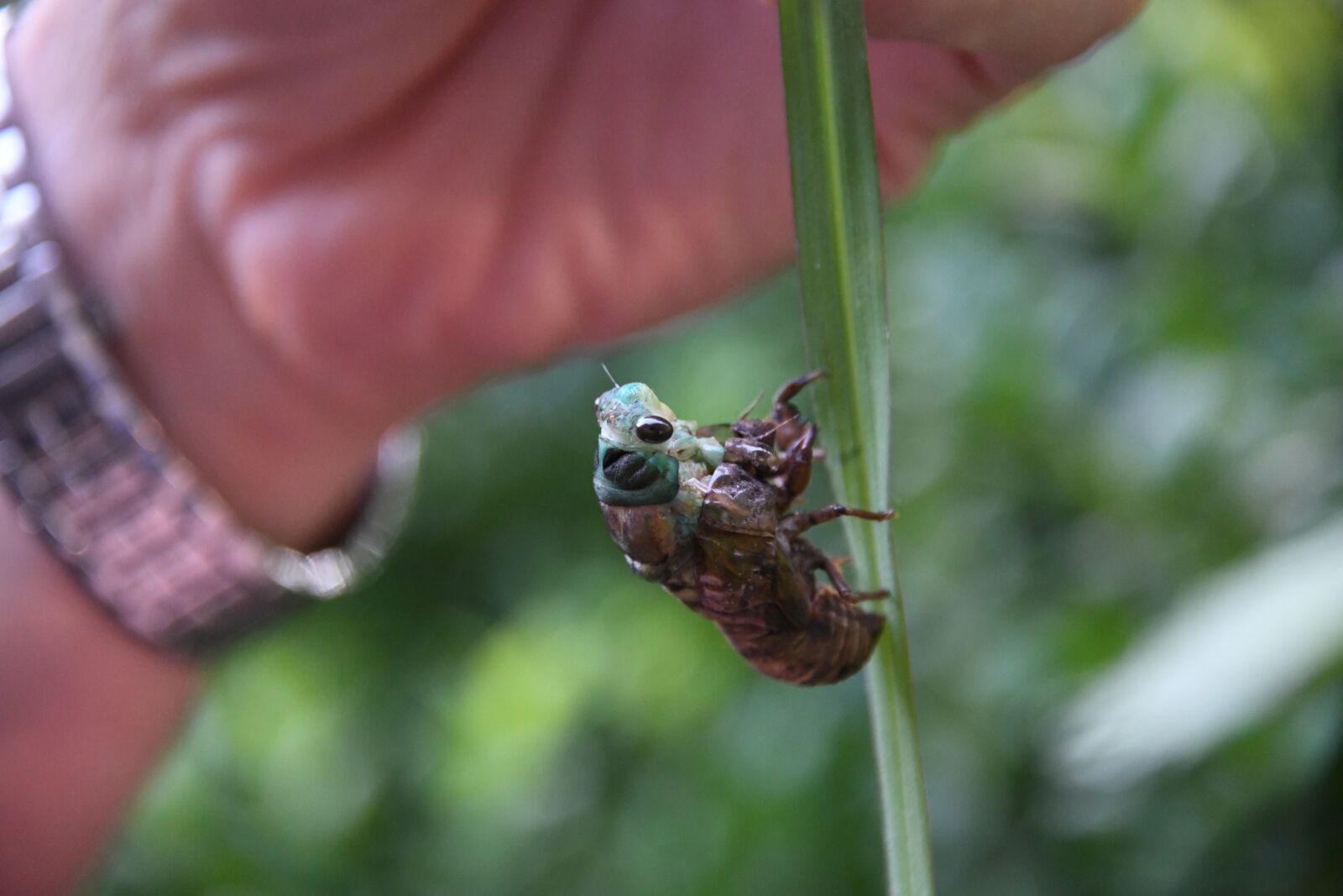 Nikon D850 sample photo. Cicada, cicadoidea, insect photography
