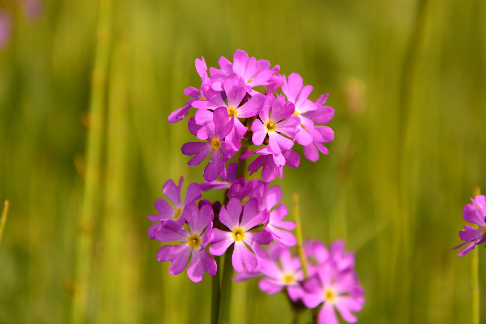 Nikon D7100 sample photo. Flower, nature, macro photography