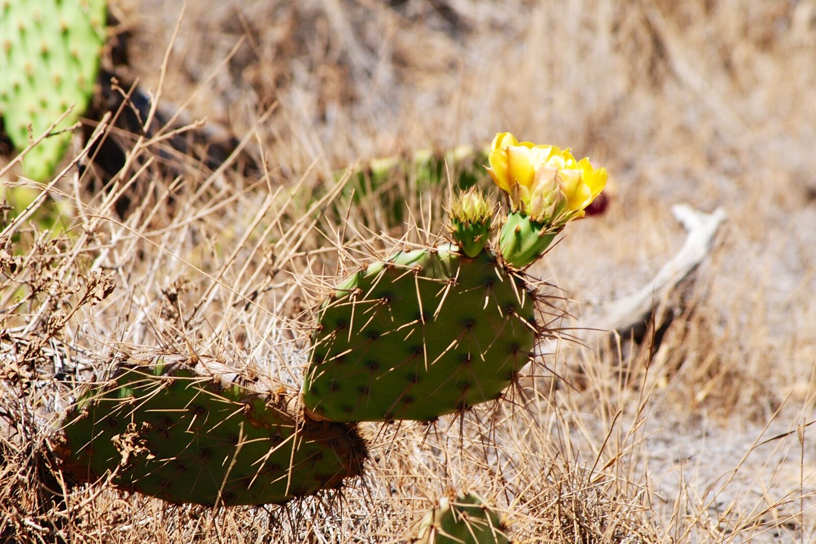 Nikon D3000 sample photo. Cactus, spikes, flower photography