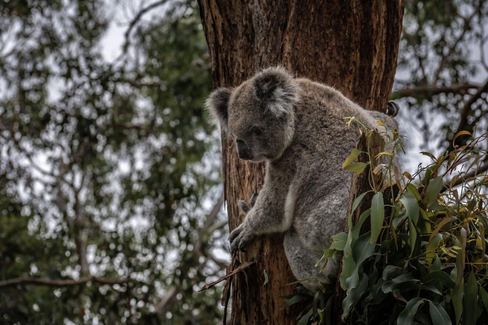Nikon D7100 sample photo. Australia, koala, cute photography