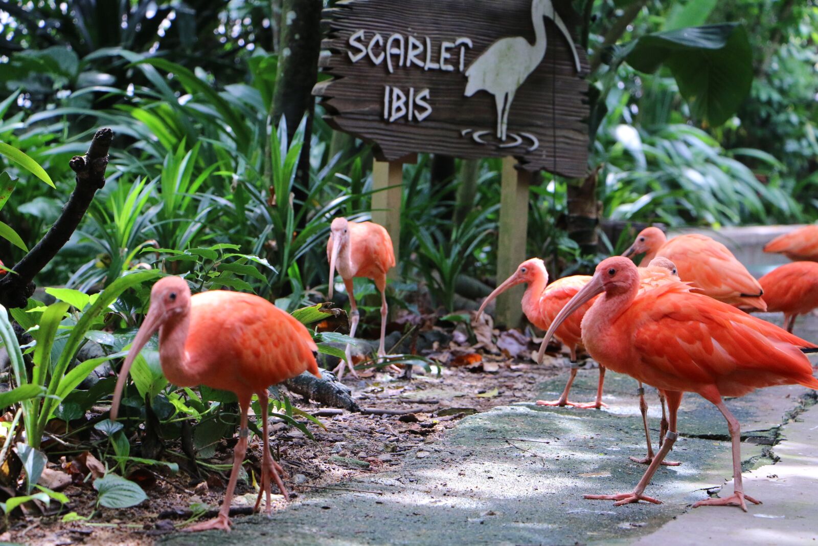 Canon EOS 70D sample photo. Ibis, bird, tropical photography