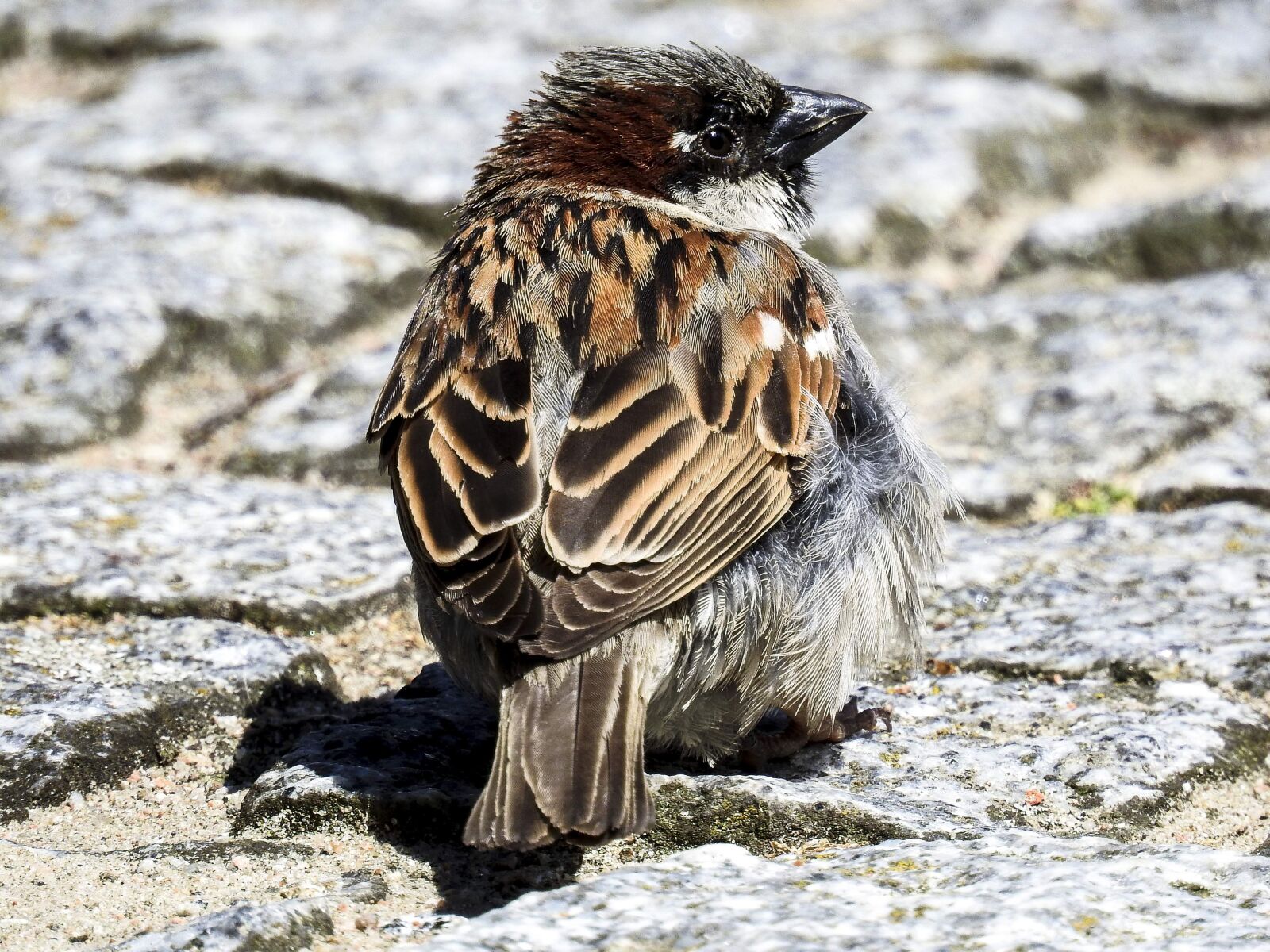 Nikon Coolpix P900 sample photo. House sparrow, sperling, bird photography