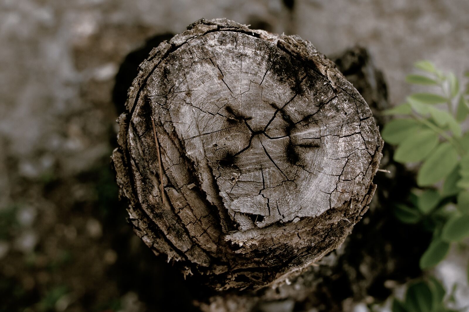 Canon EOS 70D + Canon EF-S 18-135mm F3.5-5.6 IS STM sample photo. Log, timber, wood photography