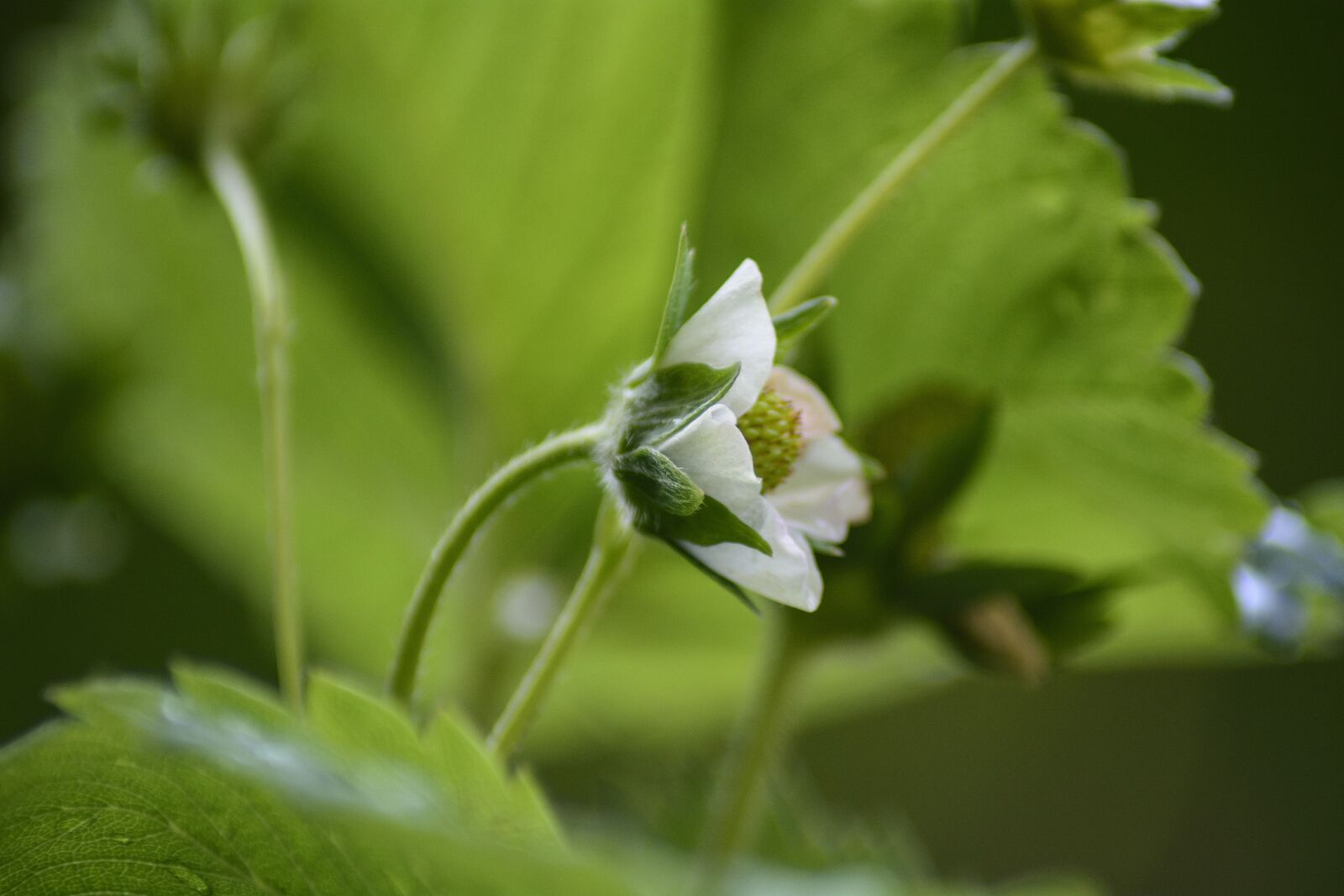 Nikon D7100 sample photo. Leaf, nature, plant photography