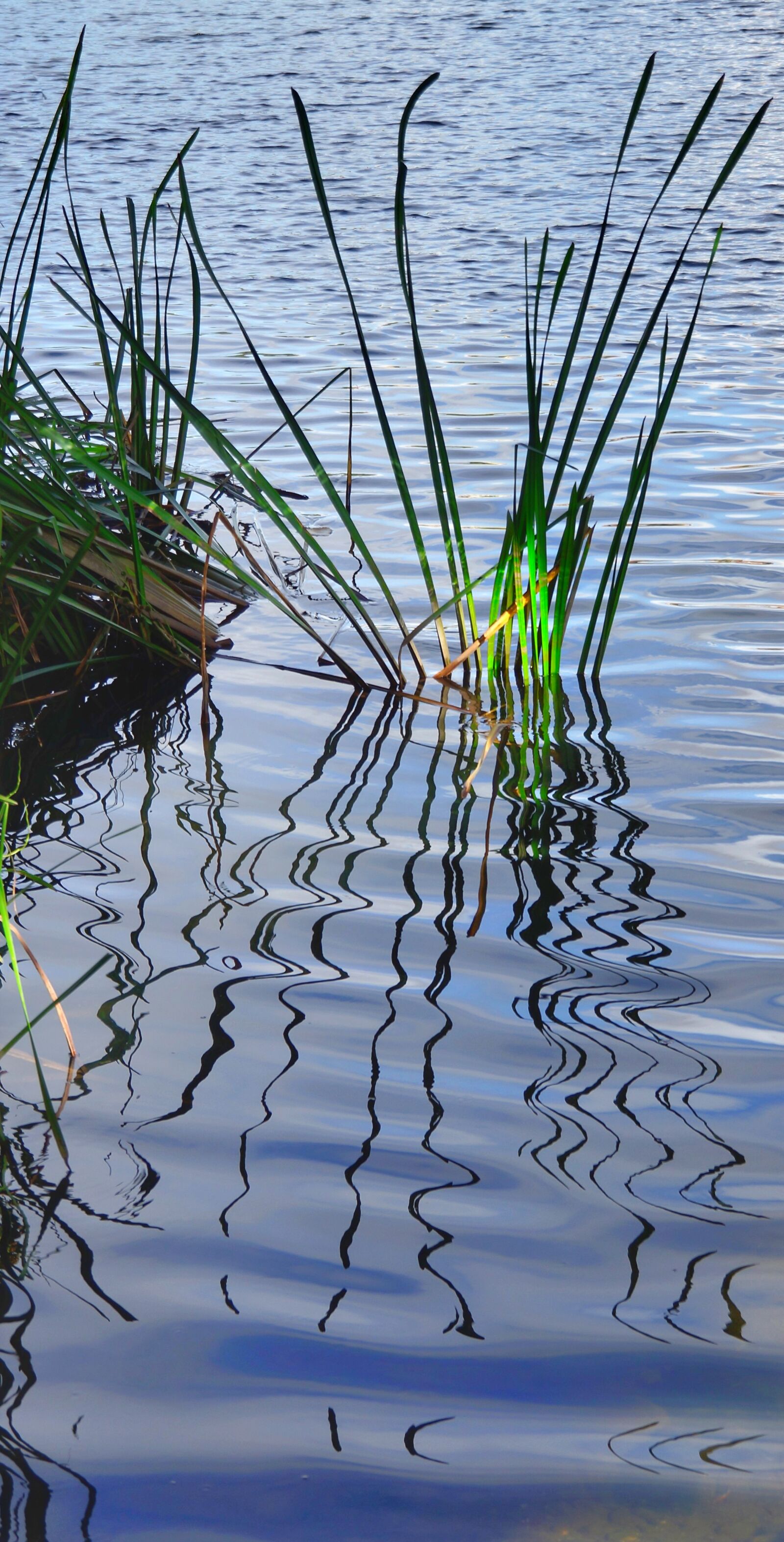 Sony Alpha NEX-7 sample photo. River, grass, reflection photography
