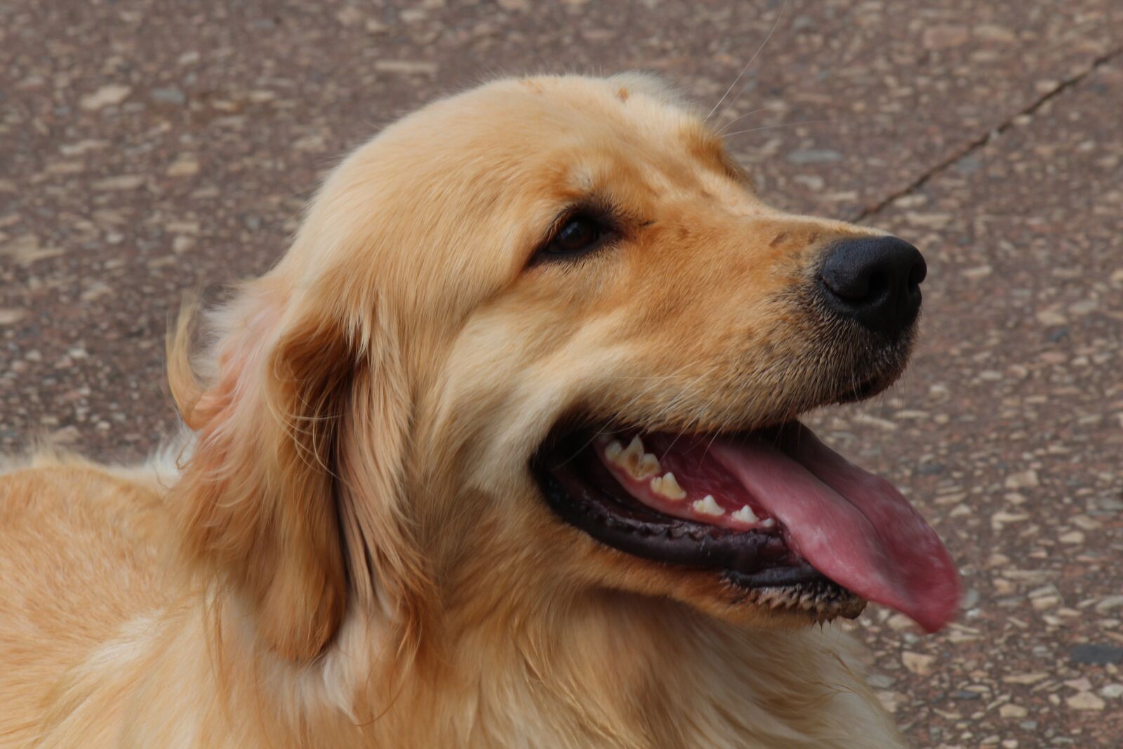 Canon EOS 600D (Rebel EOS T3i / EOS Kiss X5) sample photo. Dog, labrador, golden retrivier photography