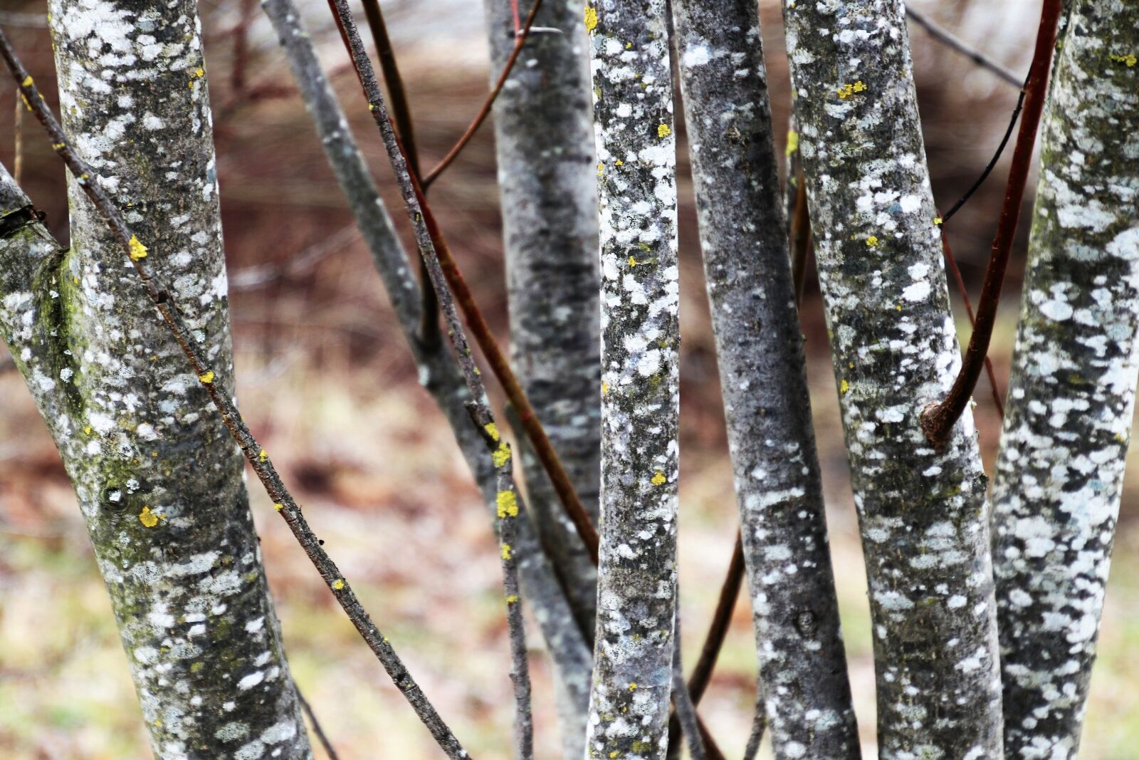 Canon EOS 80D sample photo. Tree, speckled, nature photography
