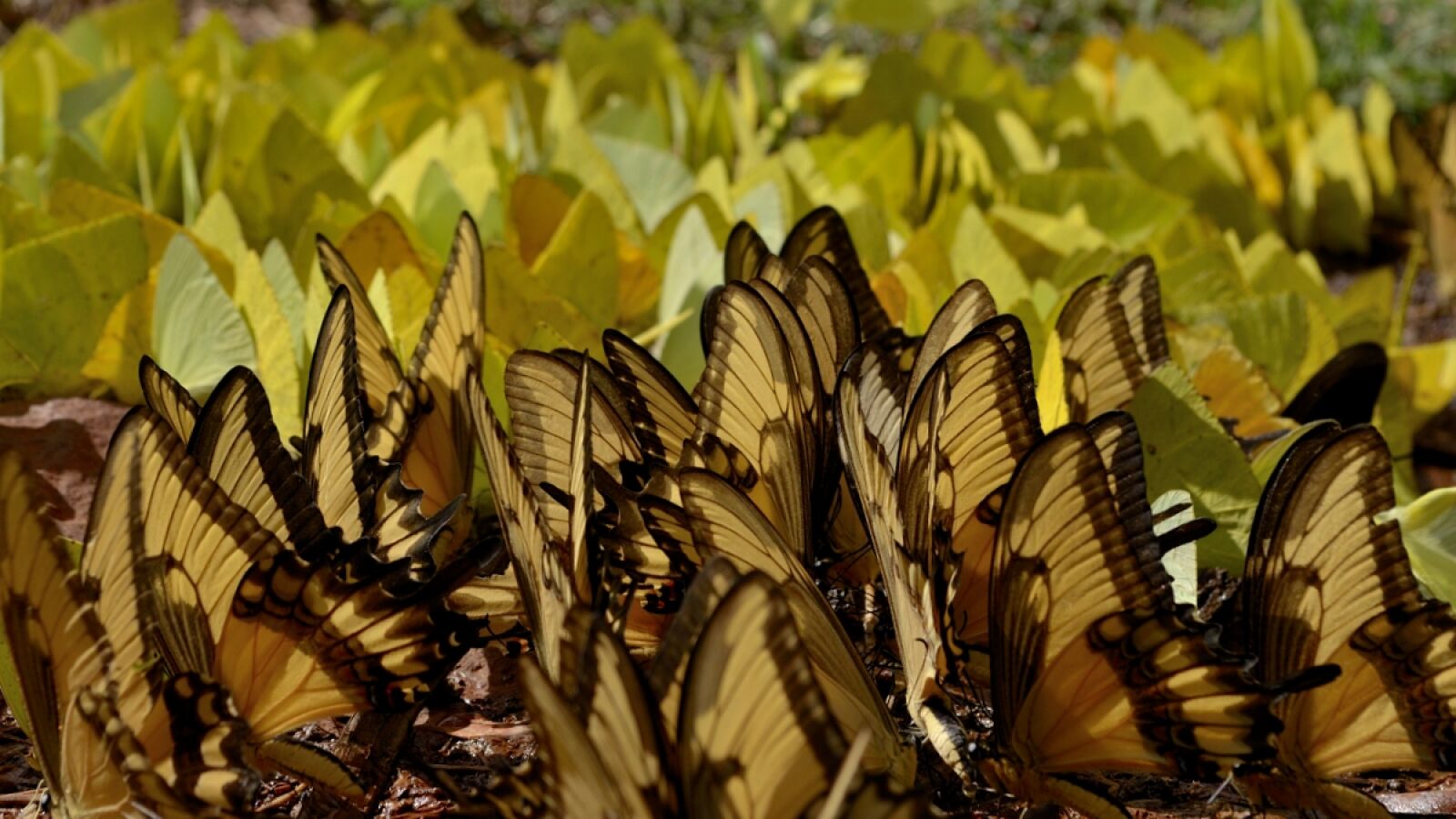 Nikon D5100 sample photo