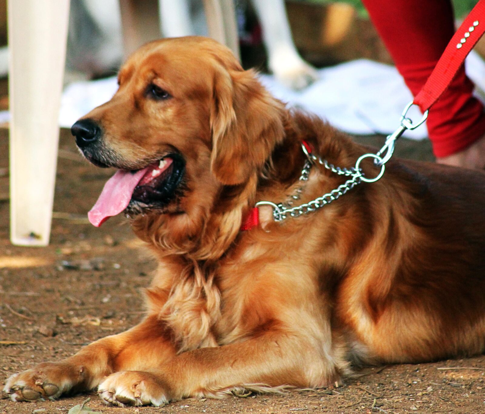 Canon EOS 550D (EOS Rebel T2i / EOS Kiss X4) sample photo. Golden retriever, dog, canine photography