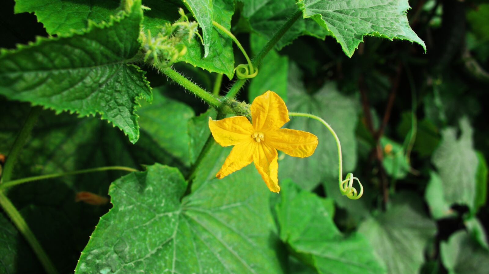Canon EOS 700D (EOS Rebel T5i / EOS Kiss X7i) sample photo. Flower, leaves, pumpkin flower photography