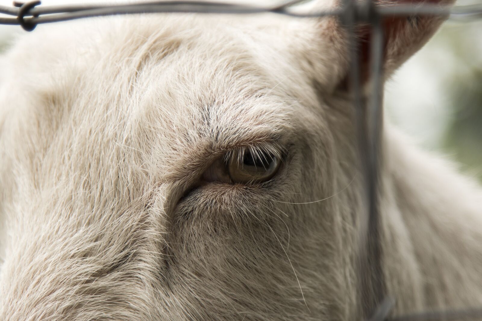 Canon EOS 70D + Canon EF 24-105mm F4L IS USM sample photo. Goat, white, animal photography