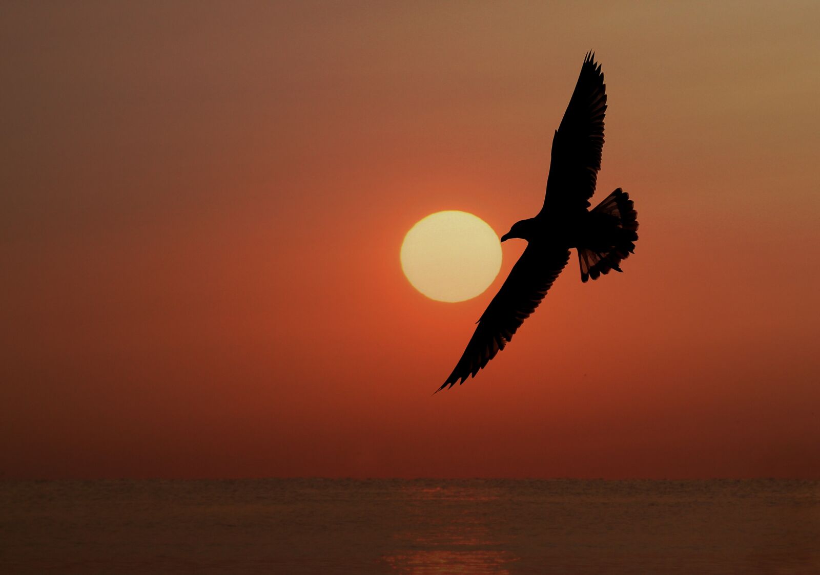 Canon EOS 700D (EOS Rebel T5i / EOS Kiss X7i) sample photo. Seagull, sun, sunrise photography