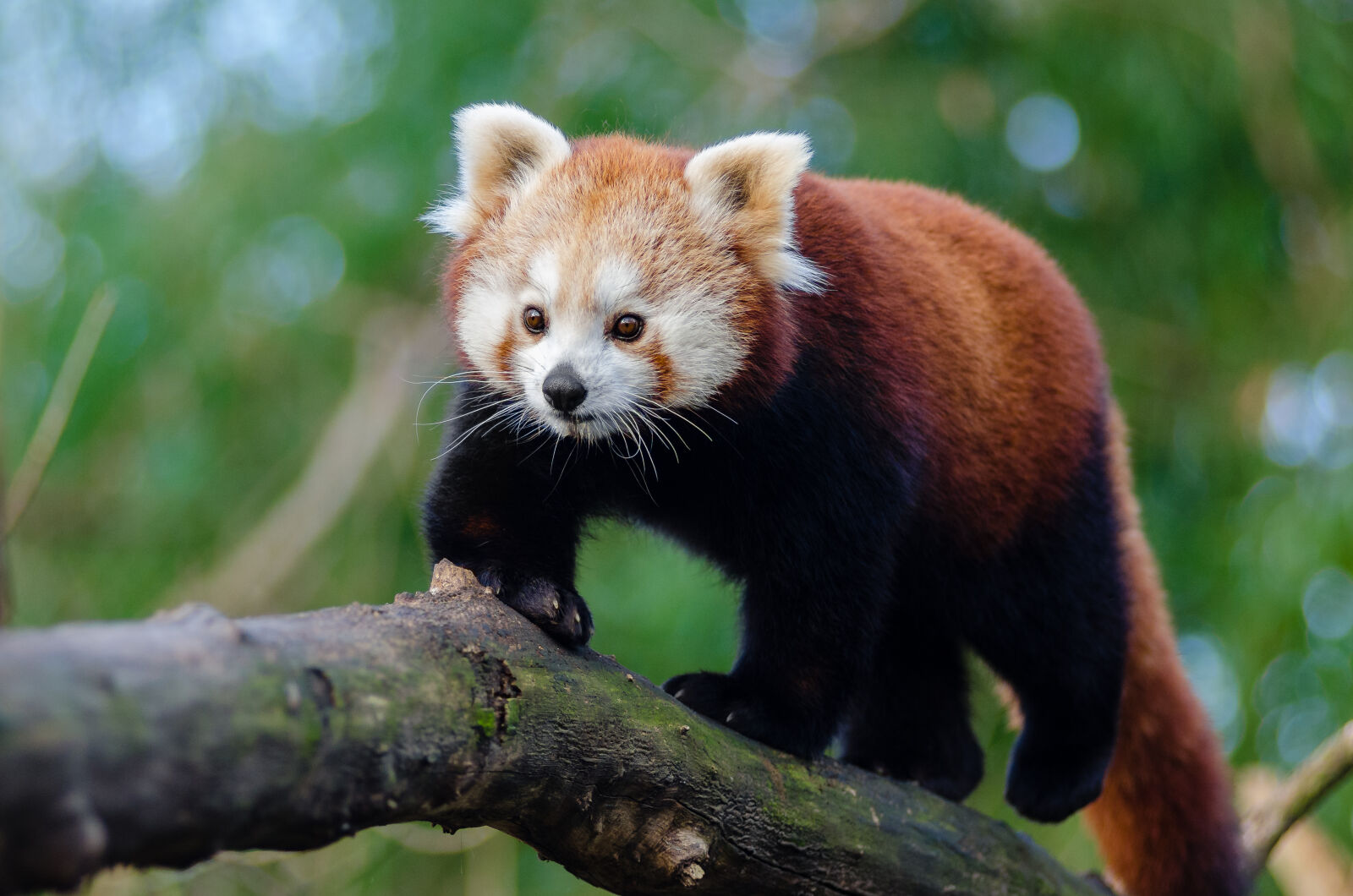 AF Zoom-Nikkor 80-200mm f/2.8 ED sample photo