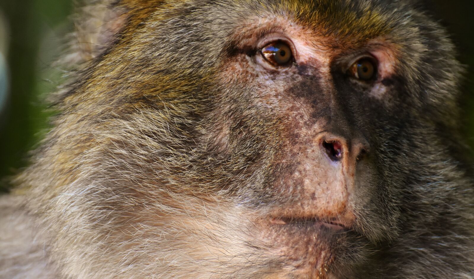 Nikon D7200 sample photo. Ape, barbary ape, endangered photography