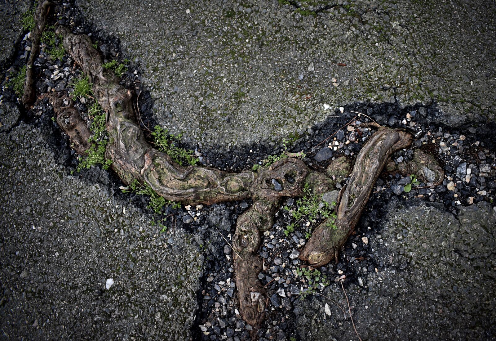 Nikon D3500 sample photo. Root, path, roots photography