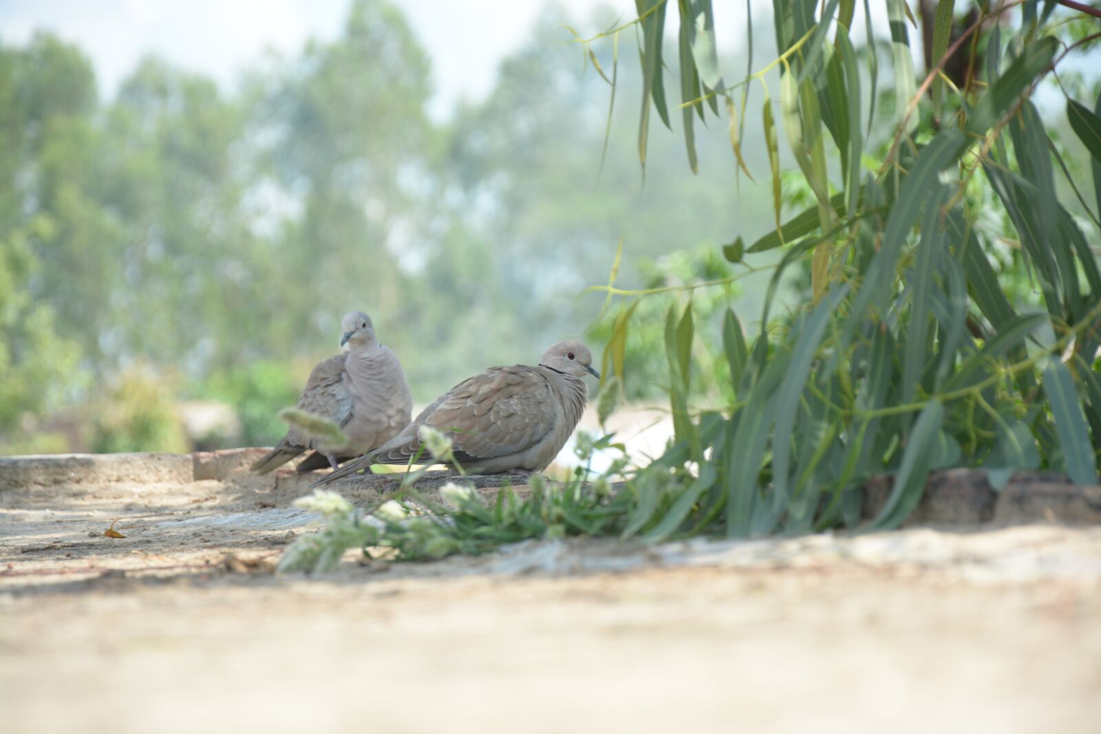 Nikon D7100 sample photo. Bird, two bird, natural photography
