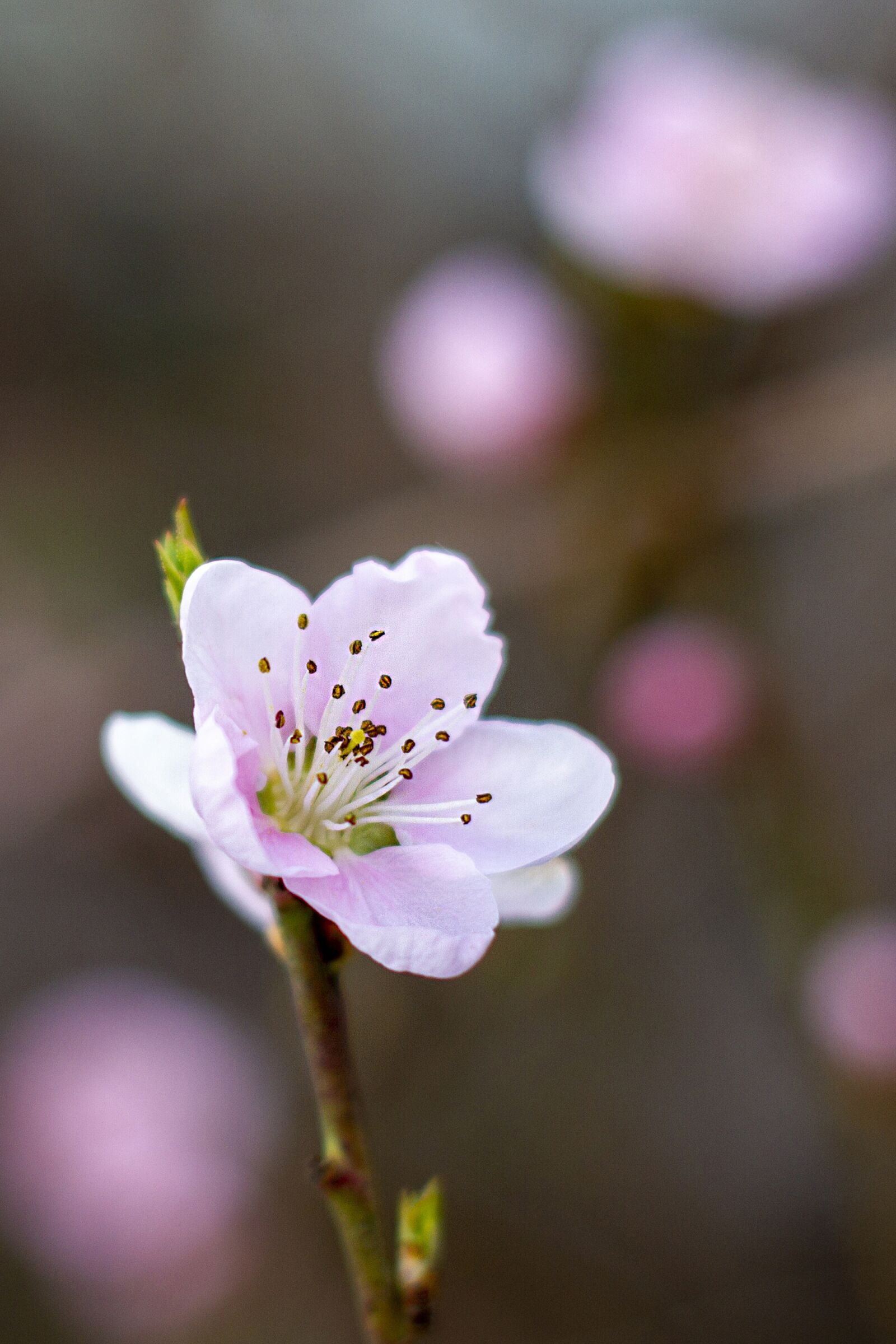 Canon EOS 7D sample photo. Flower, pink, nature photography