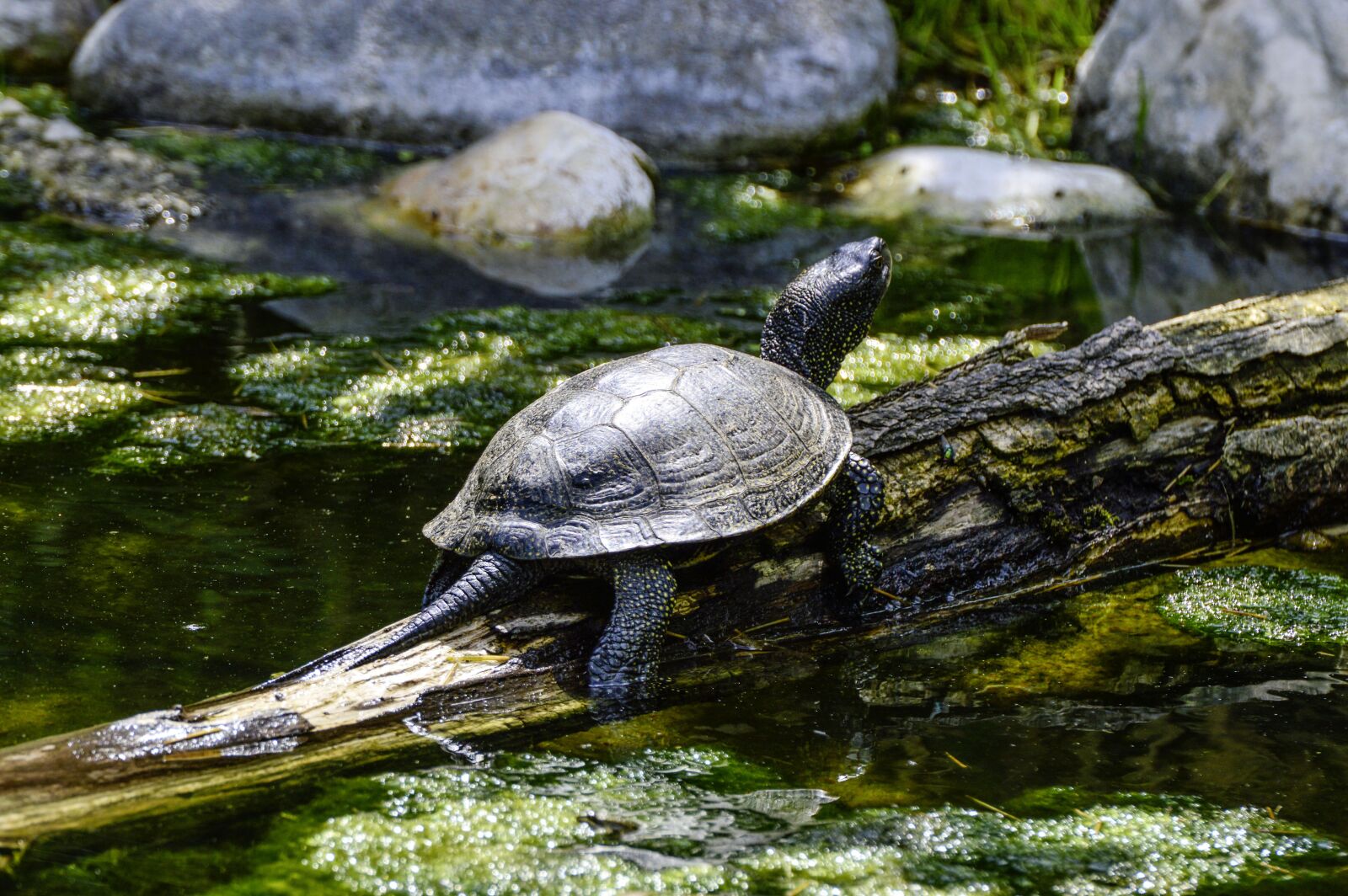 Nikon D3200 sample photo. European, marsh turtle, turtle photography