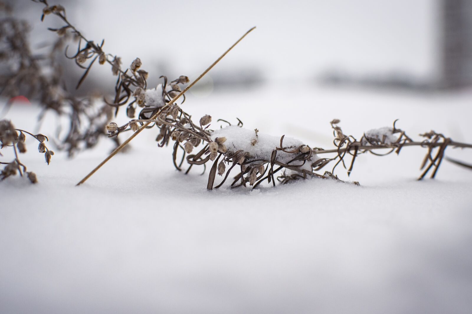 Nikon D5300 sample photo. Snow, winter, plants photography