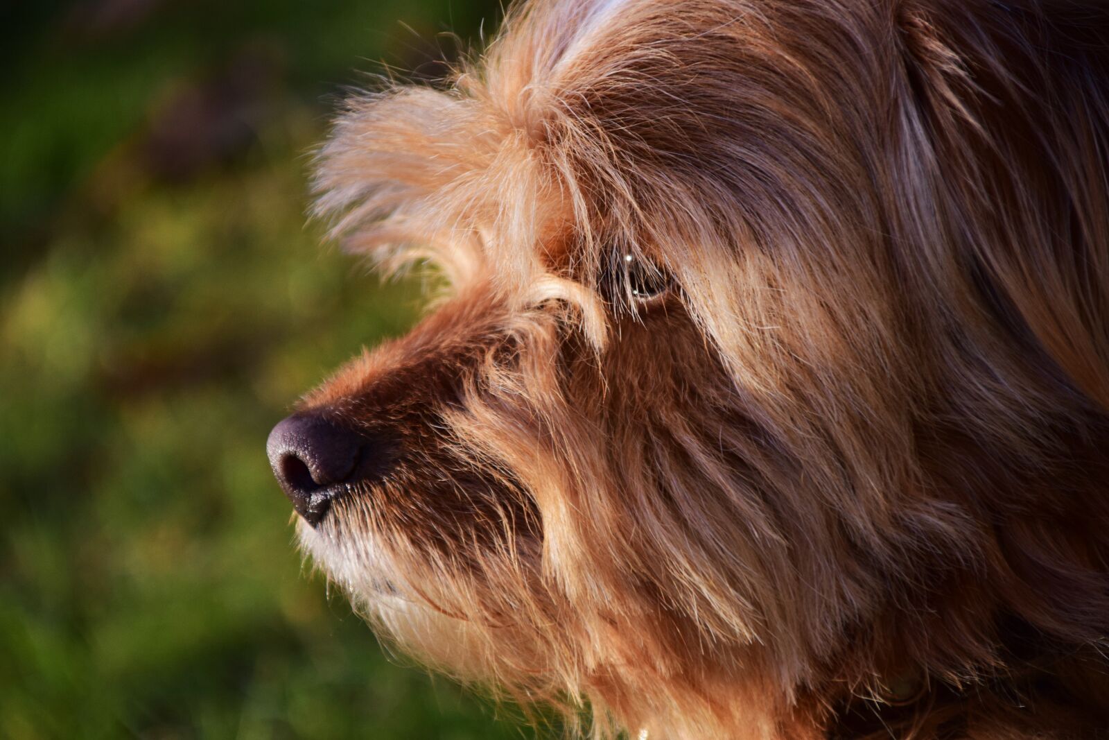 Nikon D3300 sample photo. Dog, hybrid, hairy photography