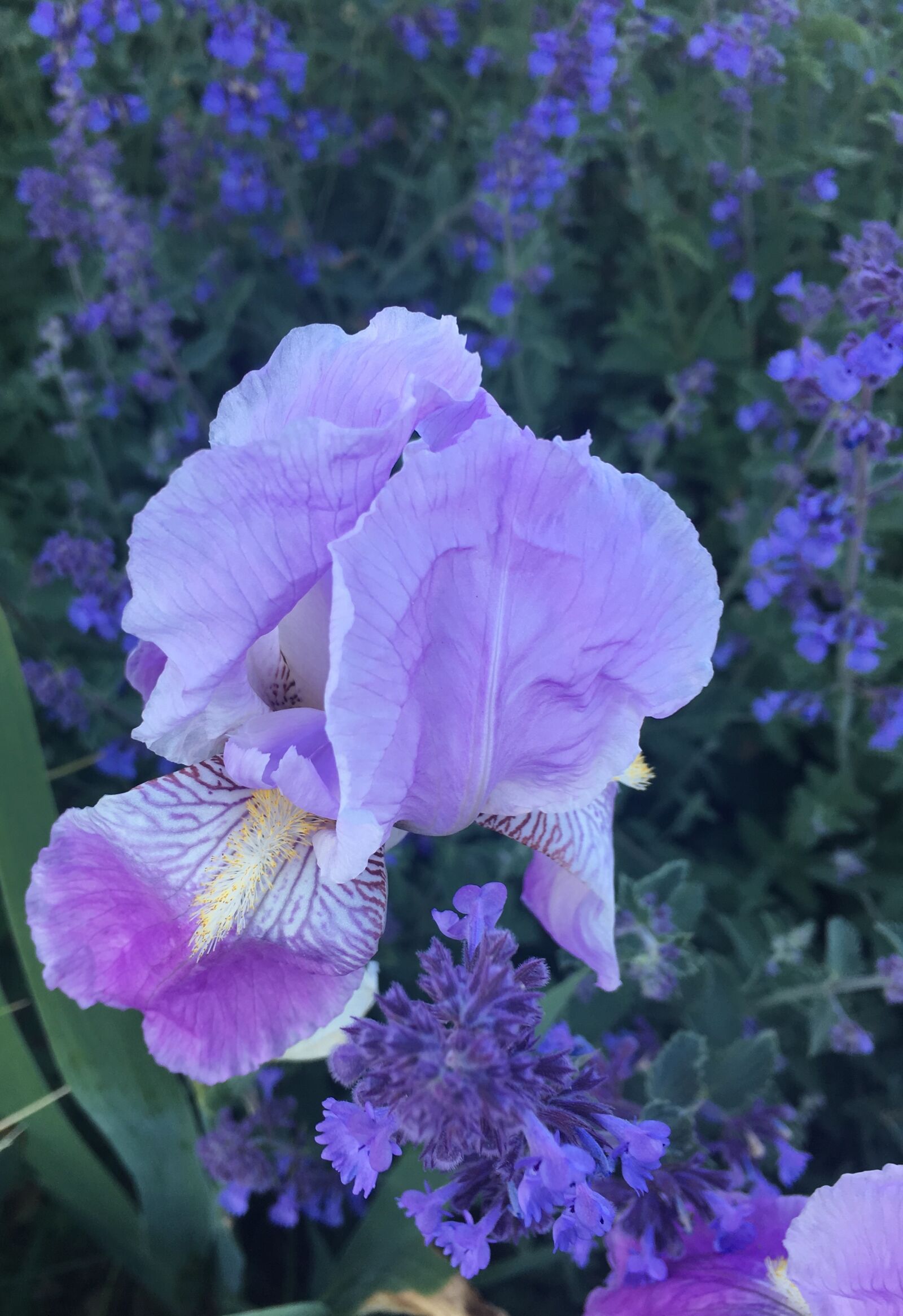 Apple iPhone 6s sample photo. Lily, purple, flower photography