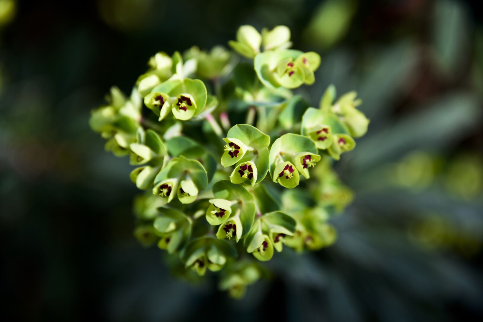 Nikon D750 sample photo. Flower, plant, green photography