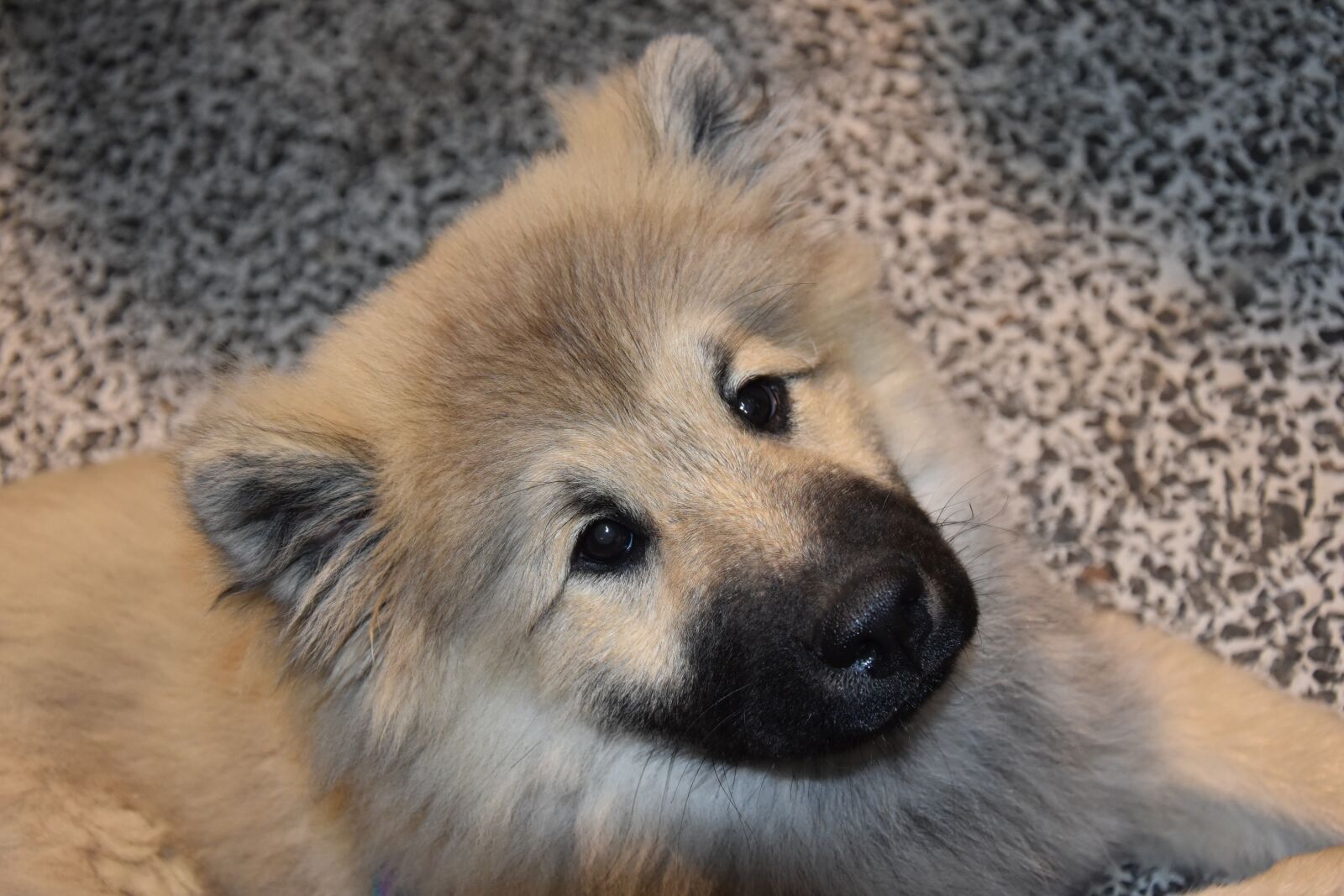 Nikon D5600 sample photo. Dog, young dog eurasier photography