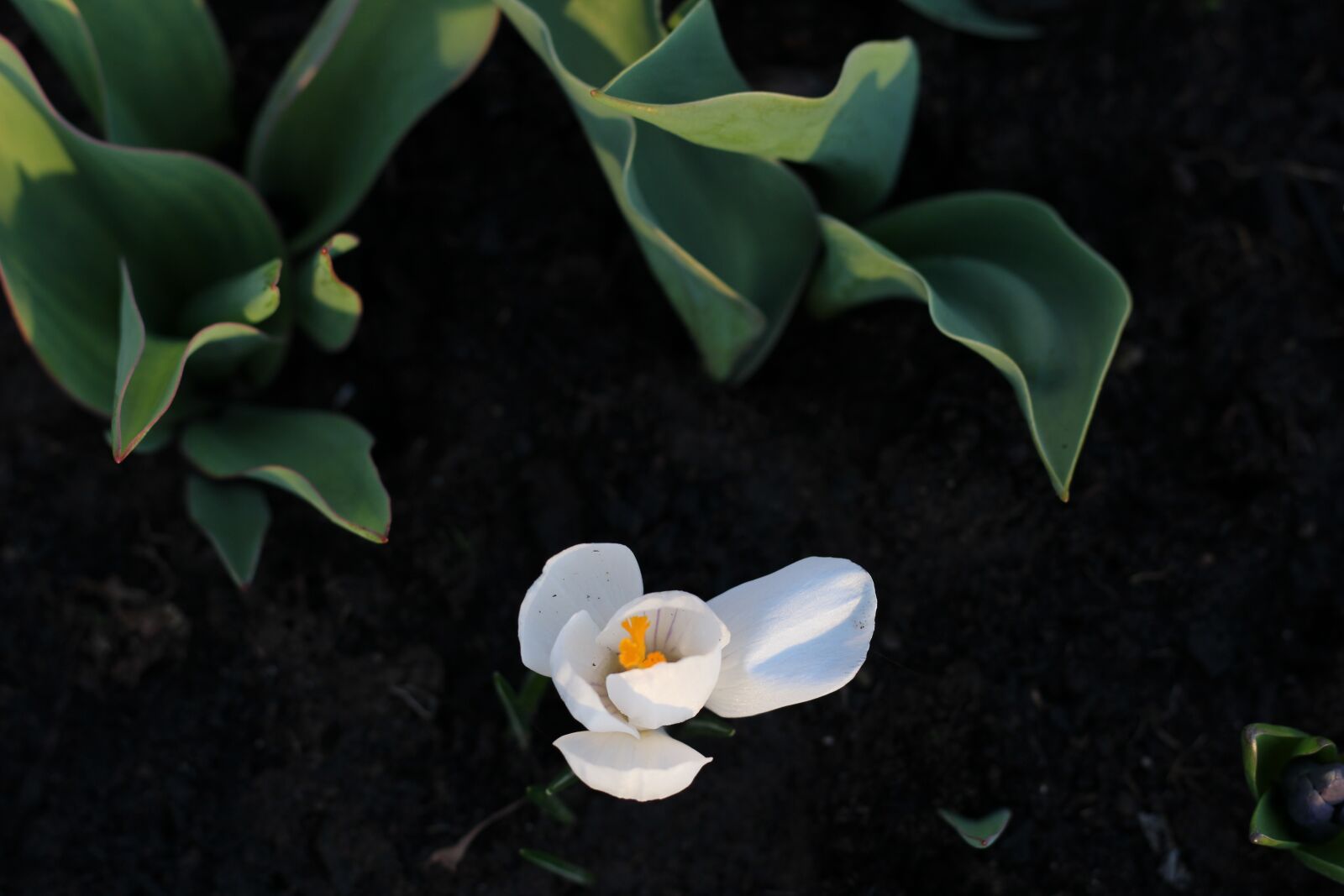 Canon EOS 100D (EOS Rebel SL1 / EOS Kiss X7) + Canon EF 50mm F1.8 STM sample photo. Flower, flowers, light photography