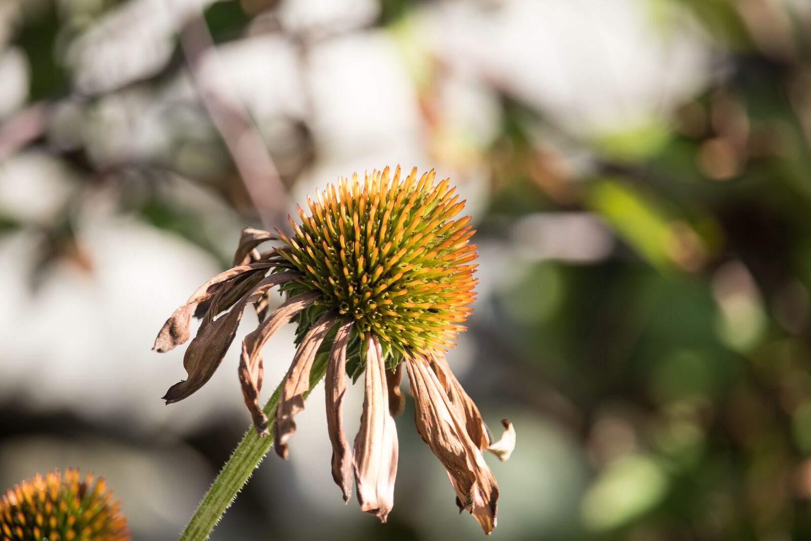 Canon EF-S 55-250mm F4-5.6 IS STM sample photo. Coneflower, flower, plant photography