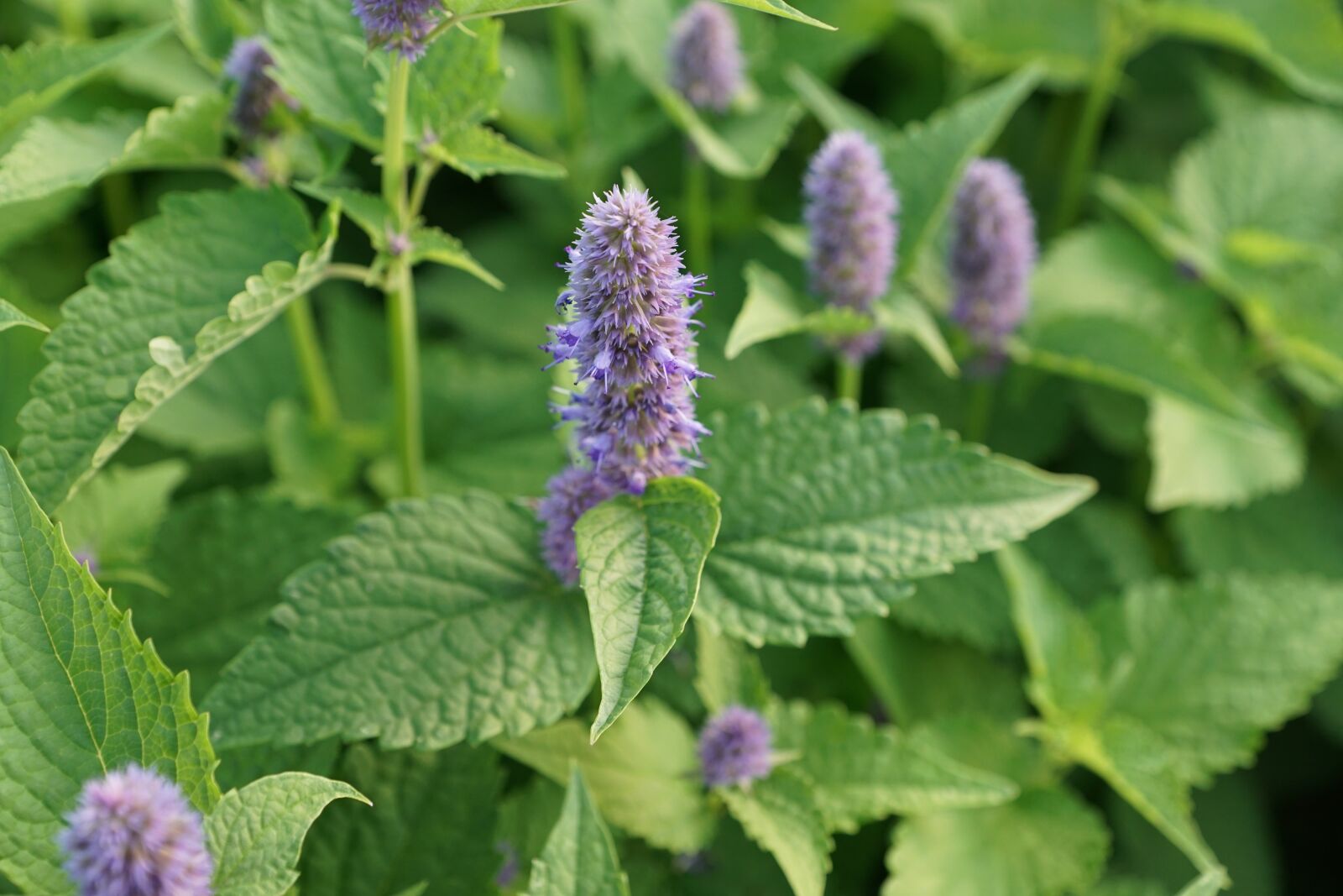 Sony ILCA-77M2 + Sony DT 16-50mm F2.8 SSM sample photo. Mint, herb, healthy photography
