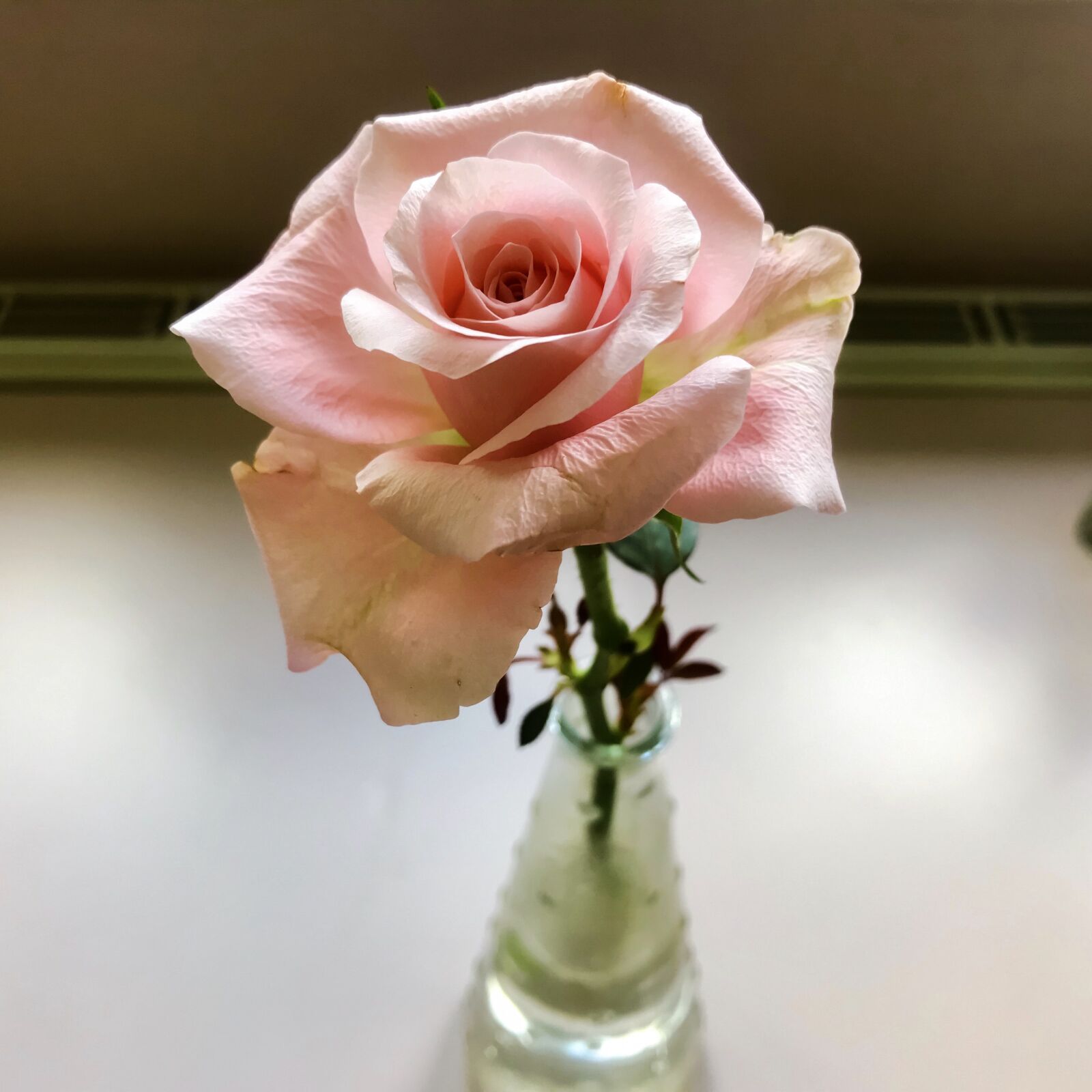 iPhone 7 back camera 3.99mm f/1.8 sample photo. Rose, blossom, bloom photography