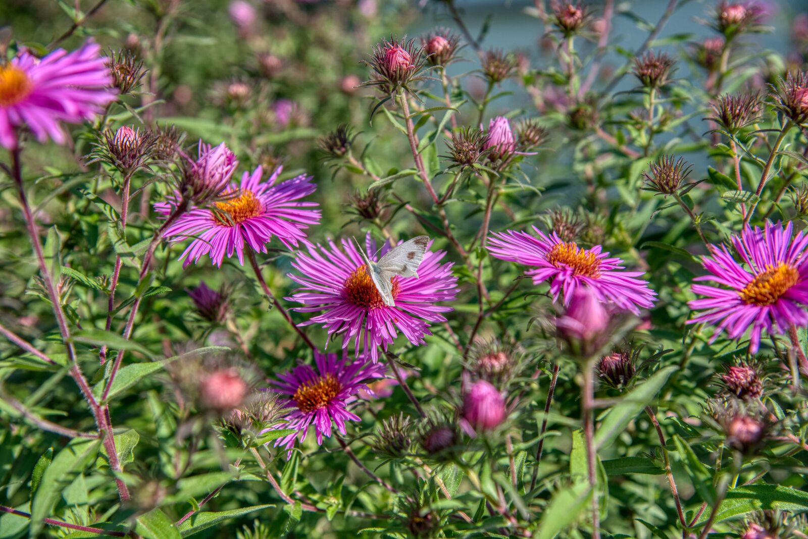 Nikon D750 sample photo. Aster, composites, autumn flower photography