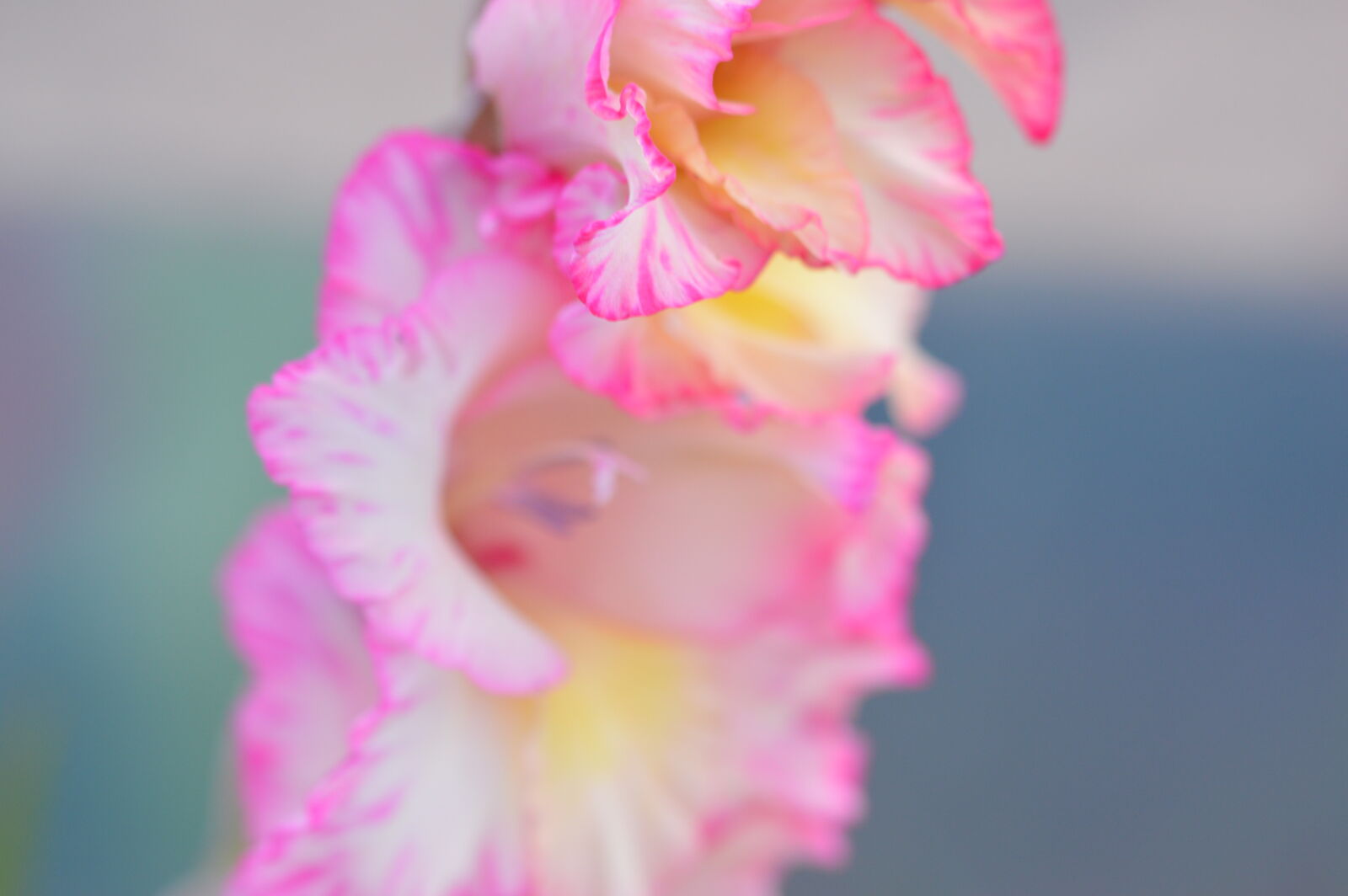 Nikon D3200 + Sigma 105mm F2.8 EX DG OS HSM sample photo. Beautiful, bloom, blooming, blossom photography